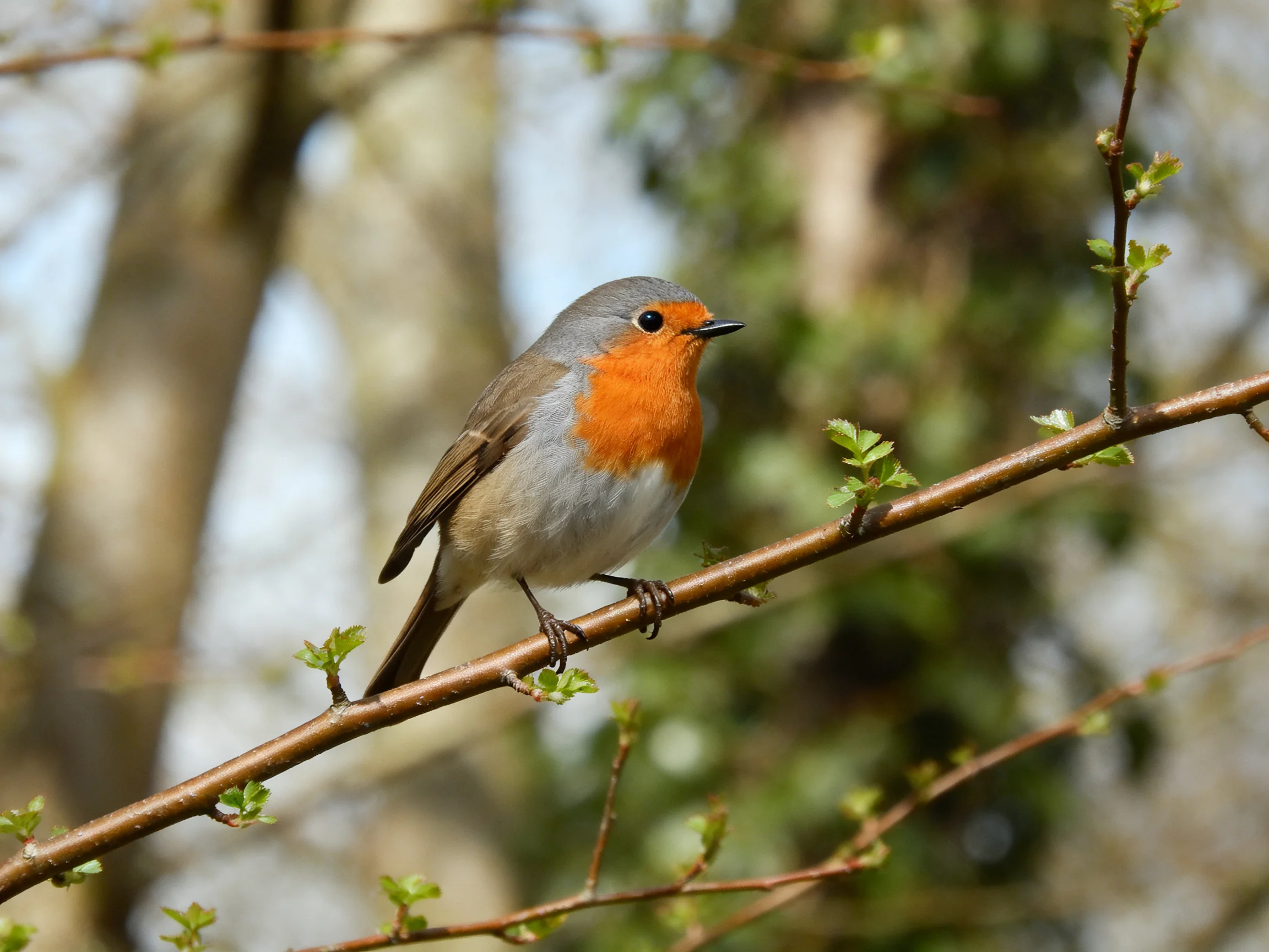 A small orange-breasted bird perched on a brown branch with green buds