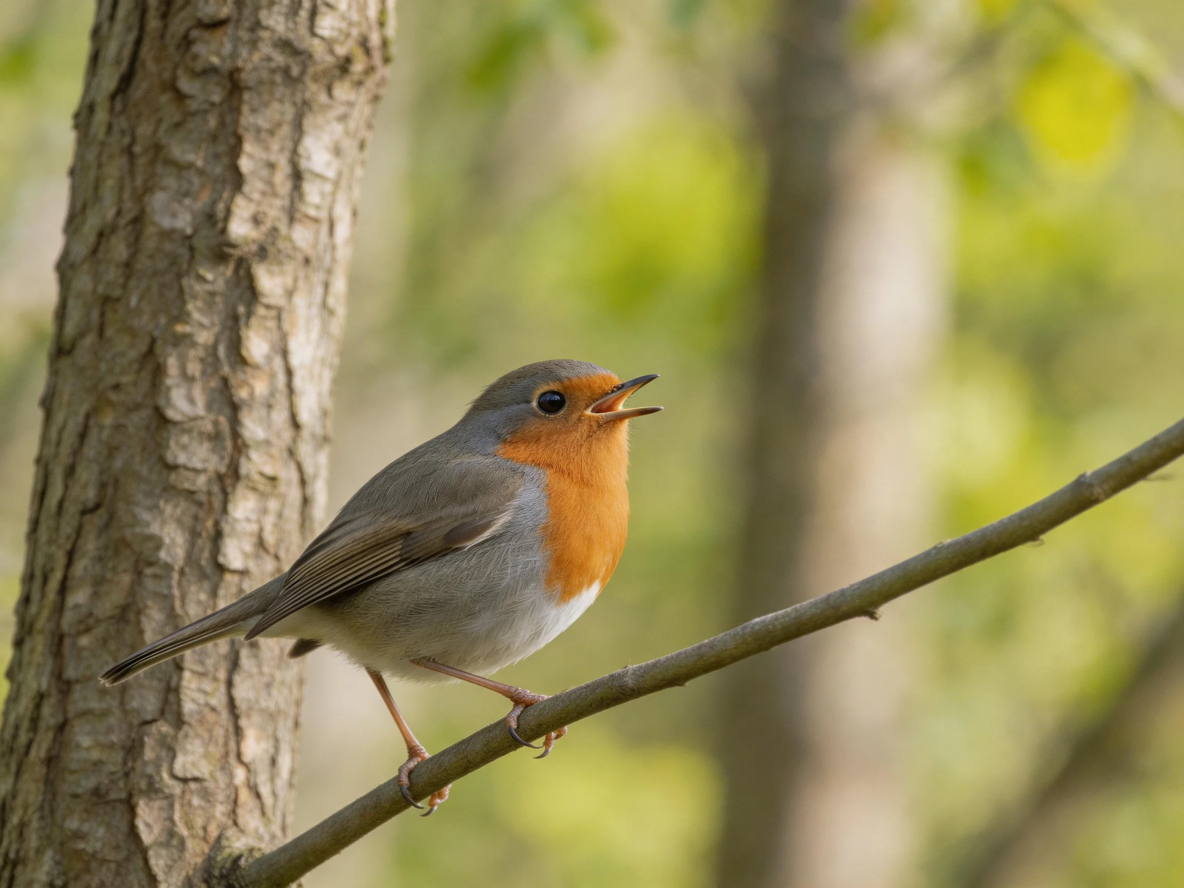 A small orange-breasted bird perched on a thin branch beside a tree trunk