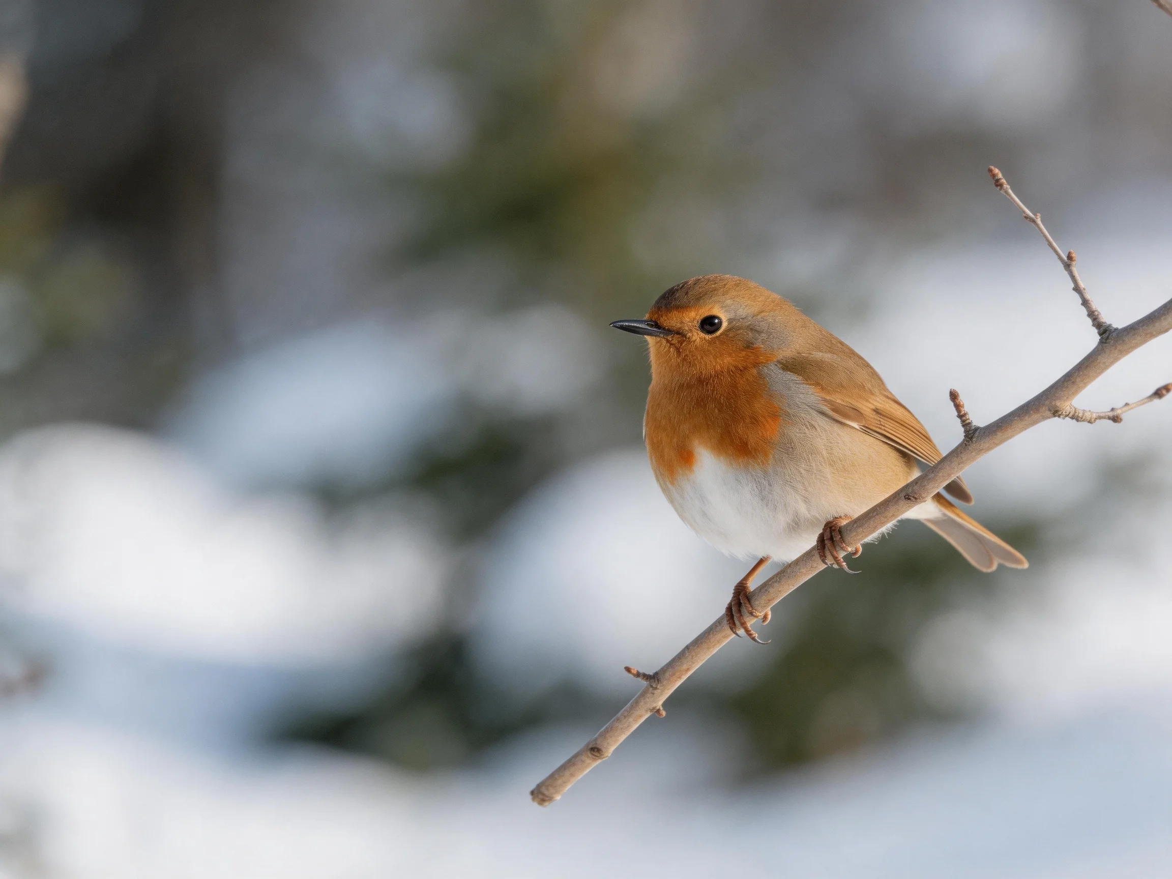 A small orange-brown bird perched on a bare winter branch