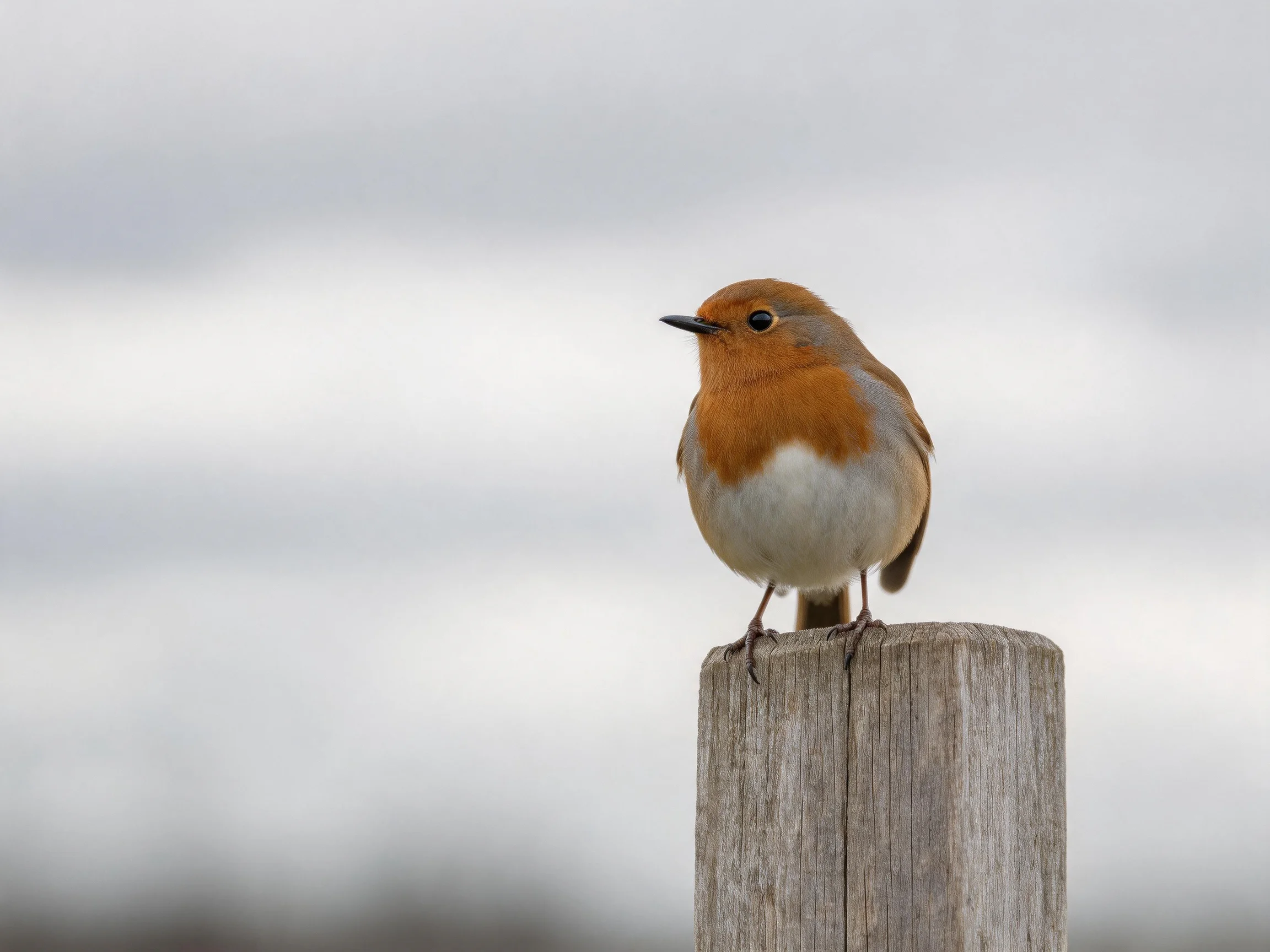 A small orange-brown bird perches on a weathered wooden post