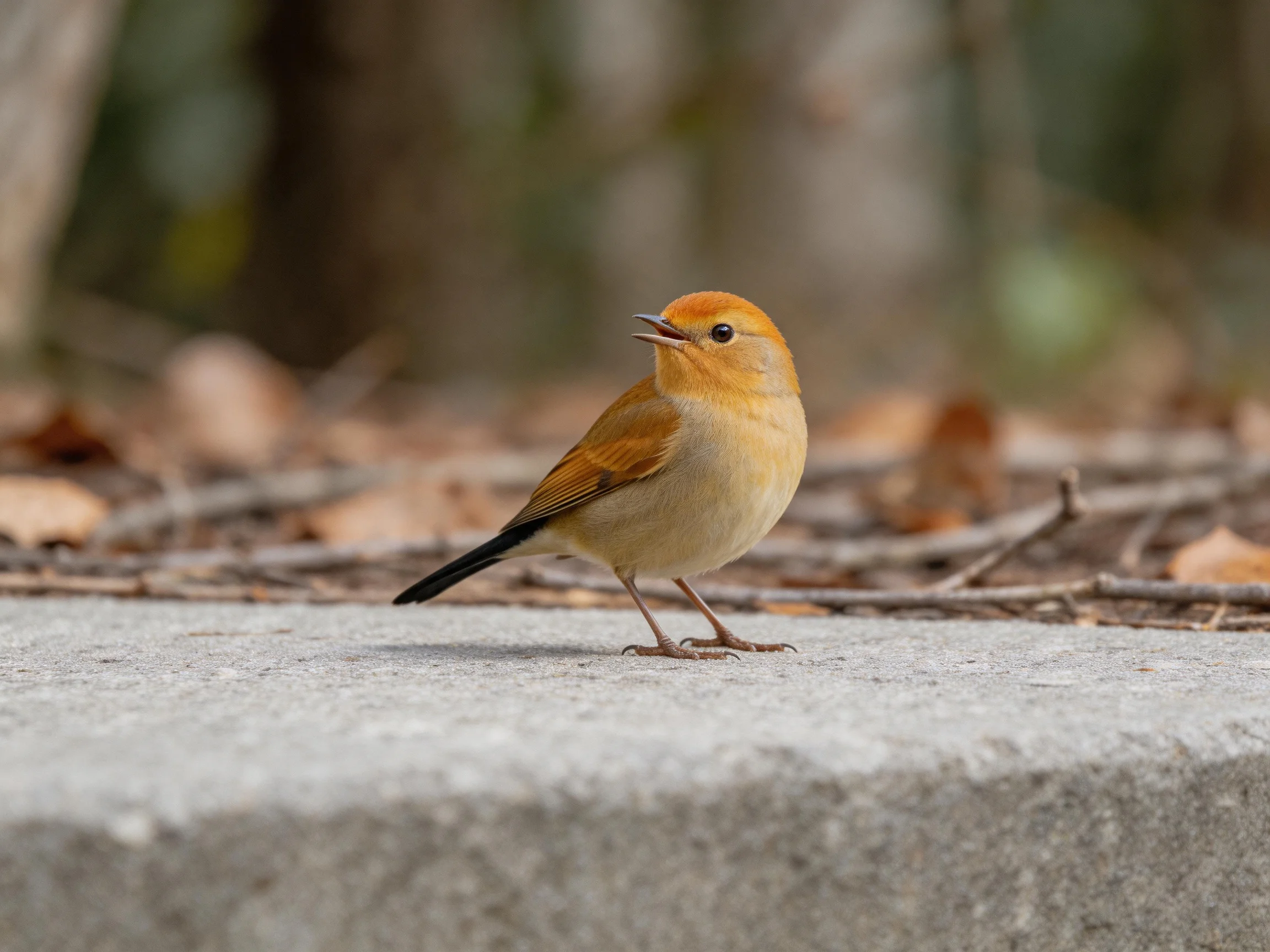 A small orange-headed bird stands on a concrete surface with dry leaves nearby.