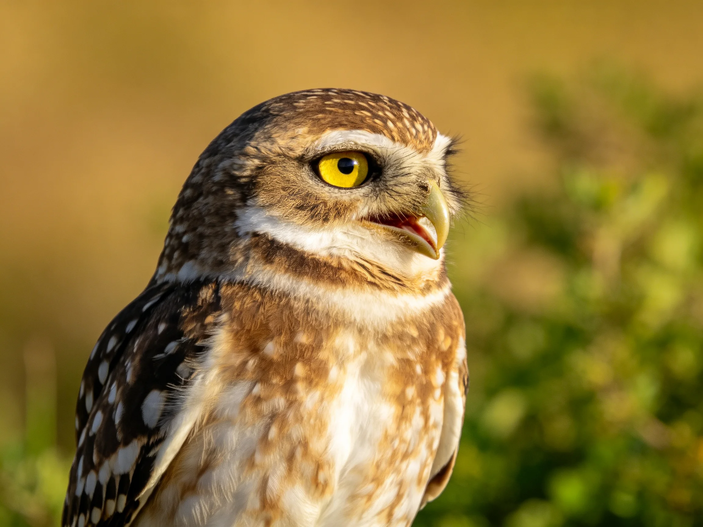 A small owl with bright yellow eyes and brown spotted feathers