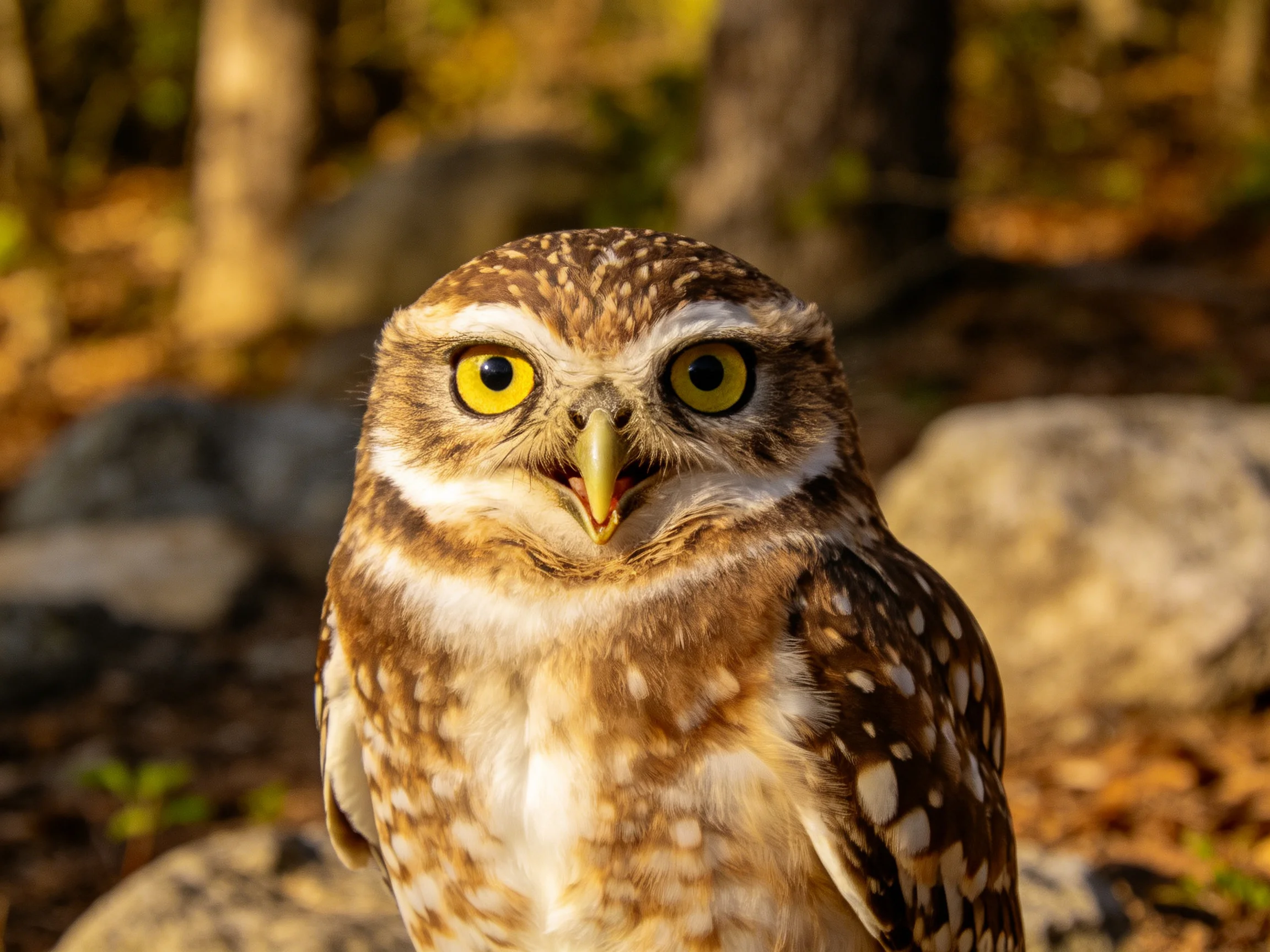 A small owl with bright yellow eyes and brown spotted plumage