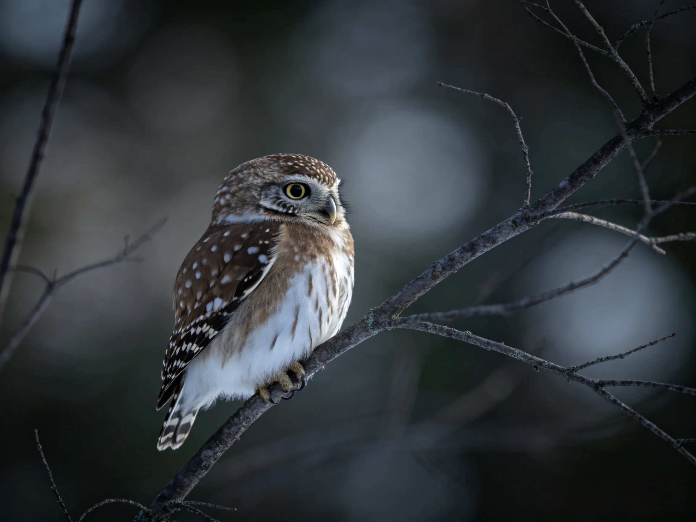 A small owl with brown and white plumage perched on a bare tree branch