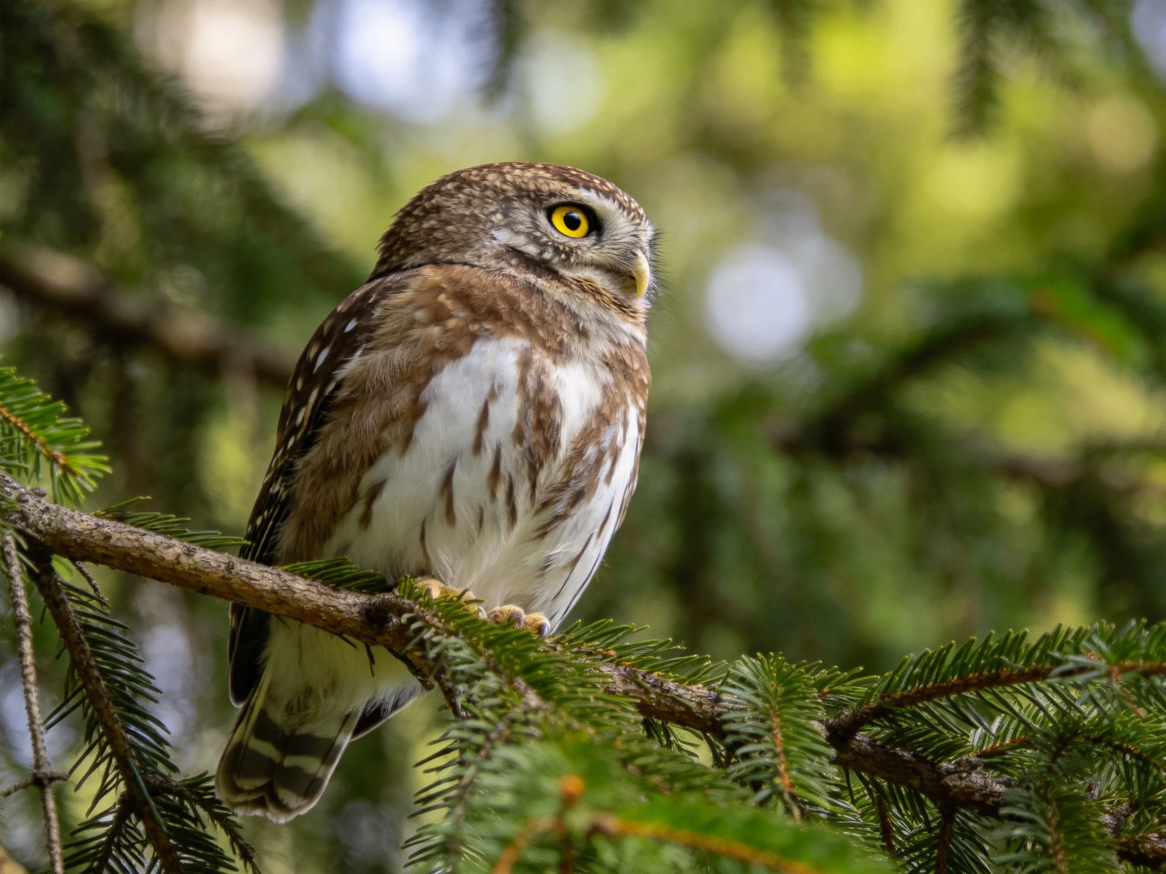 A small owl with brown and white plumage perched on a pine branch