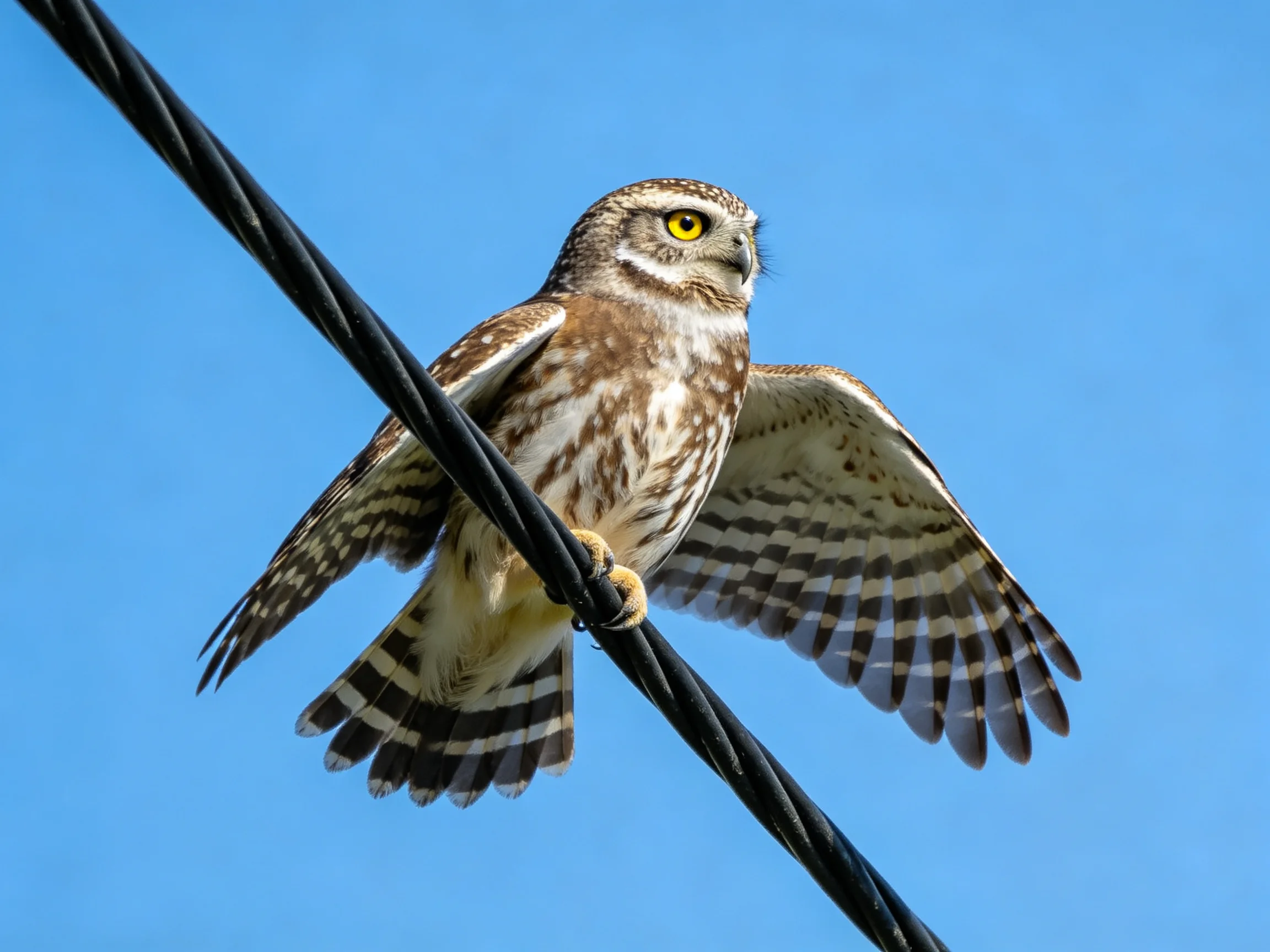 A small owl with brown and white plumage perched on black wires