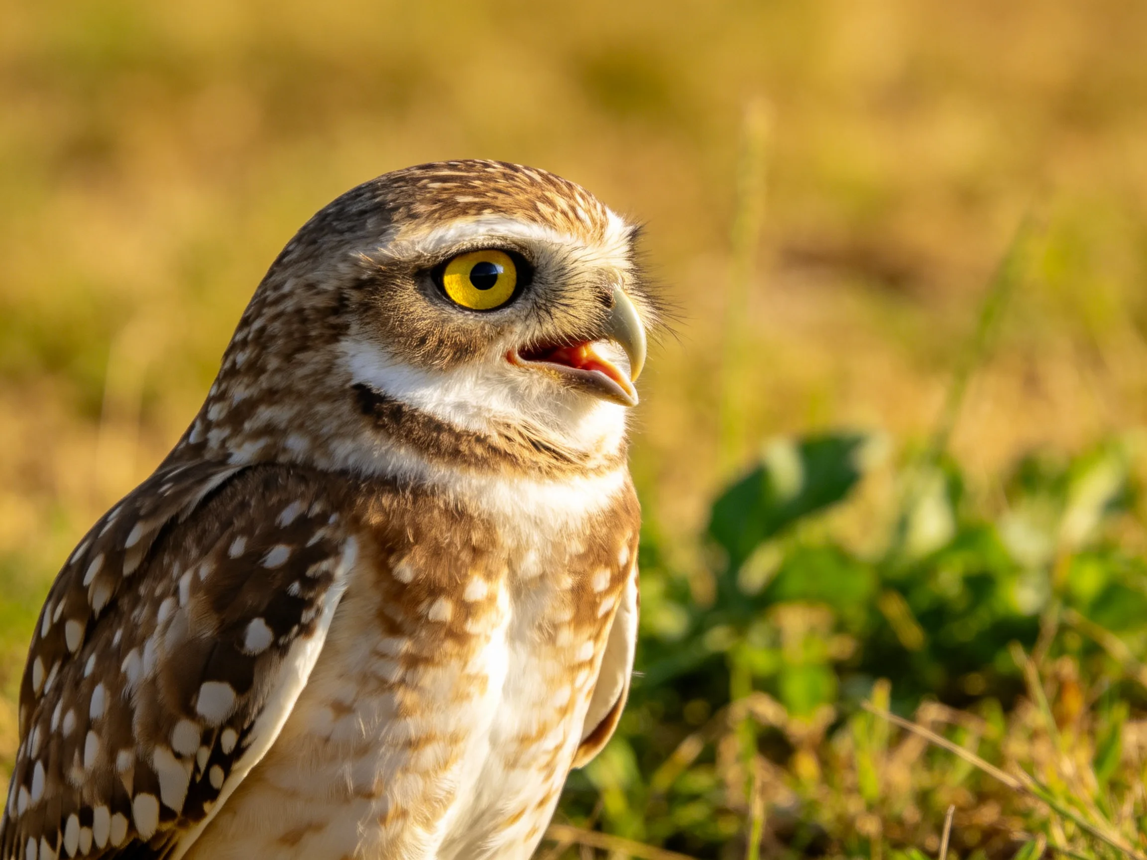 A small owl with brown spotted feathers and bright yellow eye