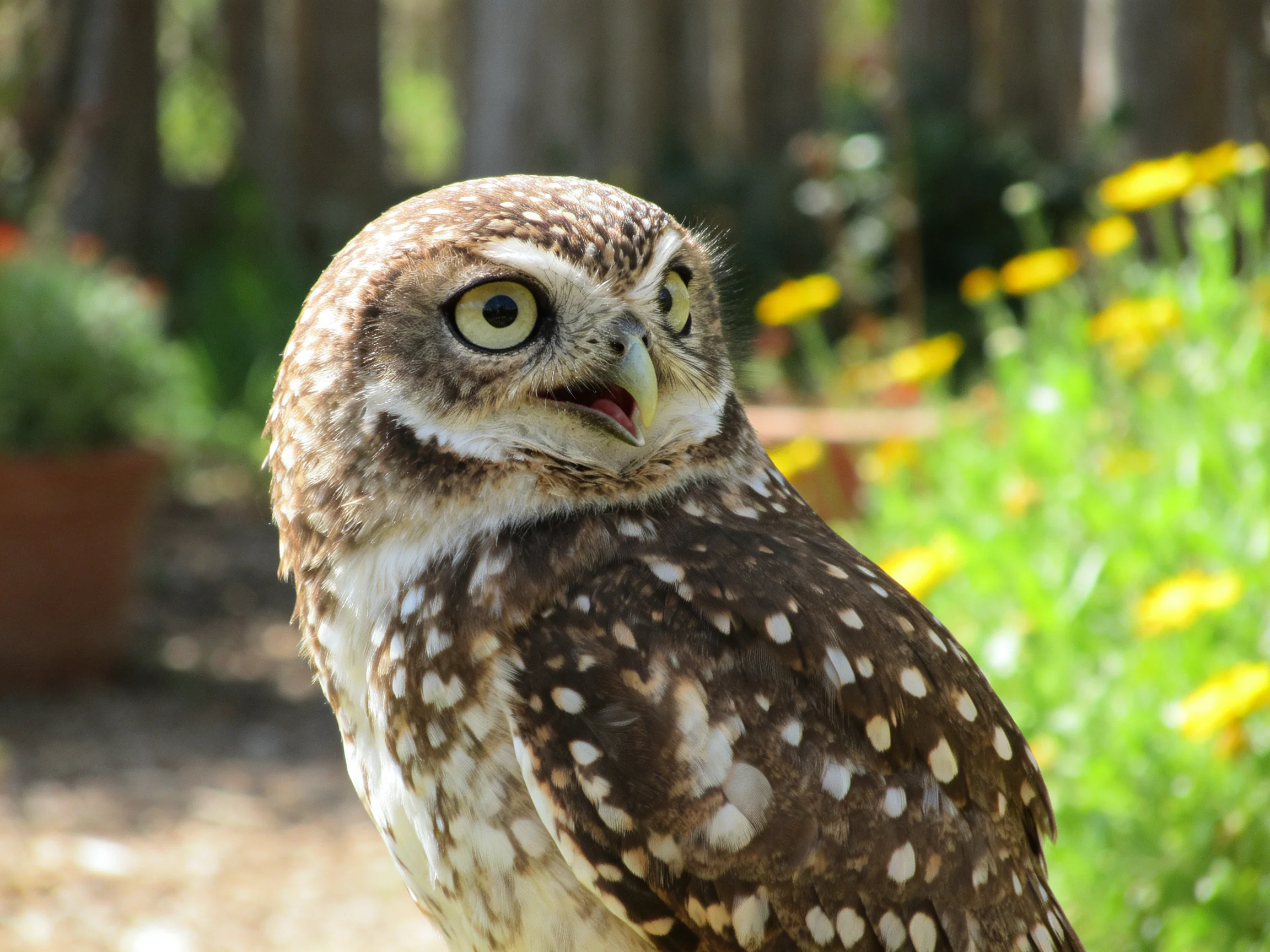 A small owl with brown spotted feathers near yellow flowers