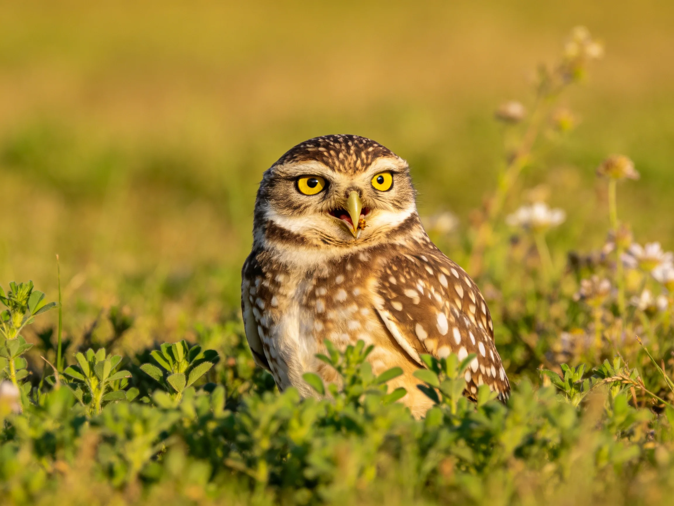 A small owl with brown spotted plumage in green vegetation
