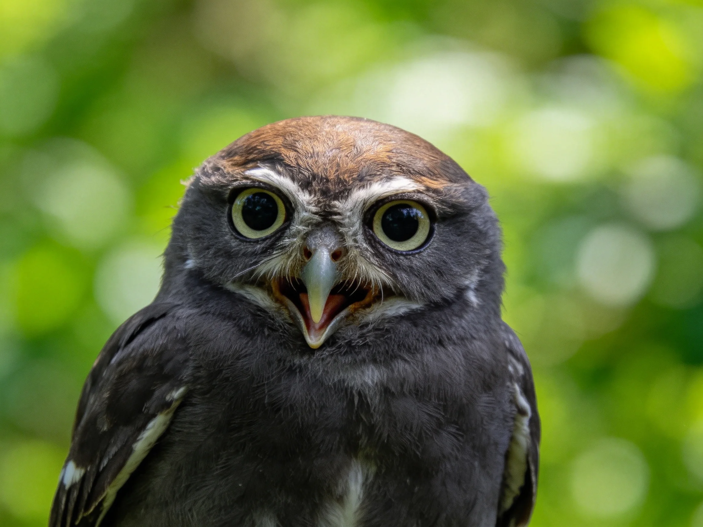 A small owl with wide eyes and dark plumage