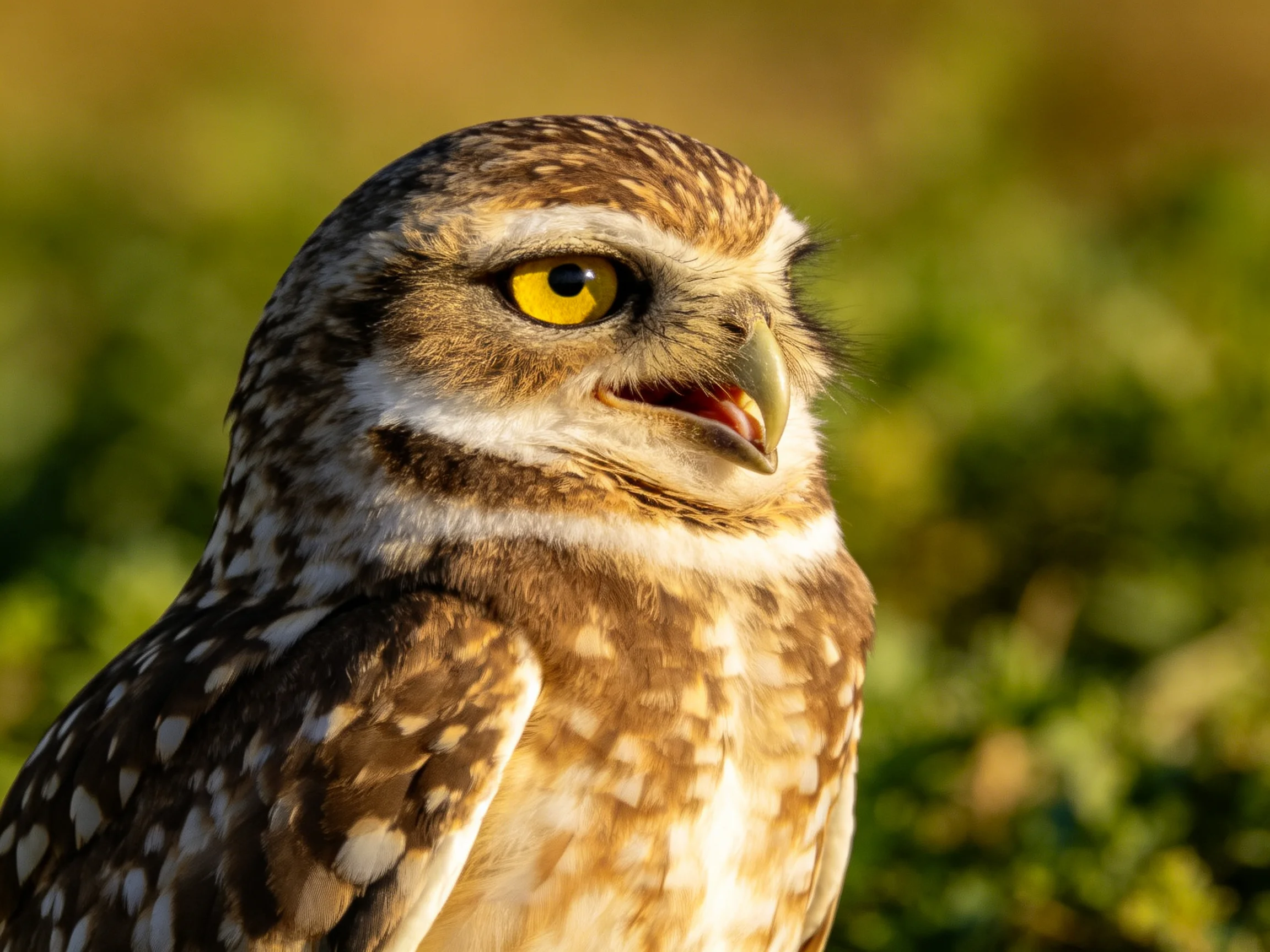 A small owl with yellow eyes and brown-speckled feathers