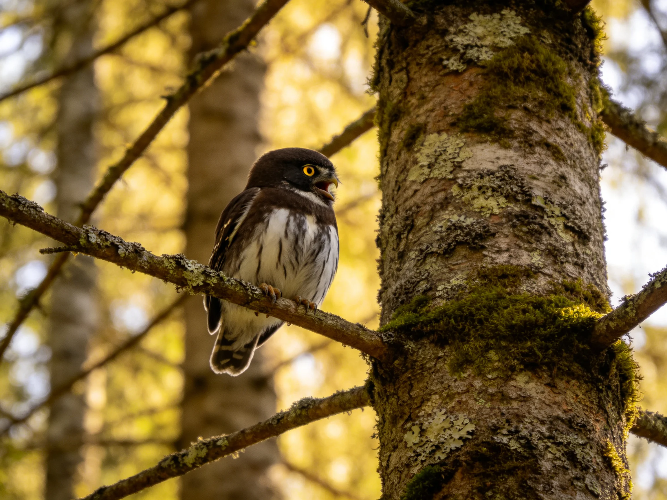 A small owl with yellow eyes perches on a moss-covered tree branch