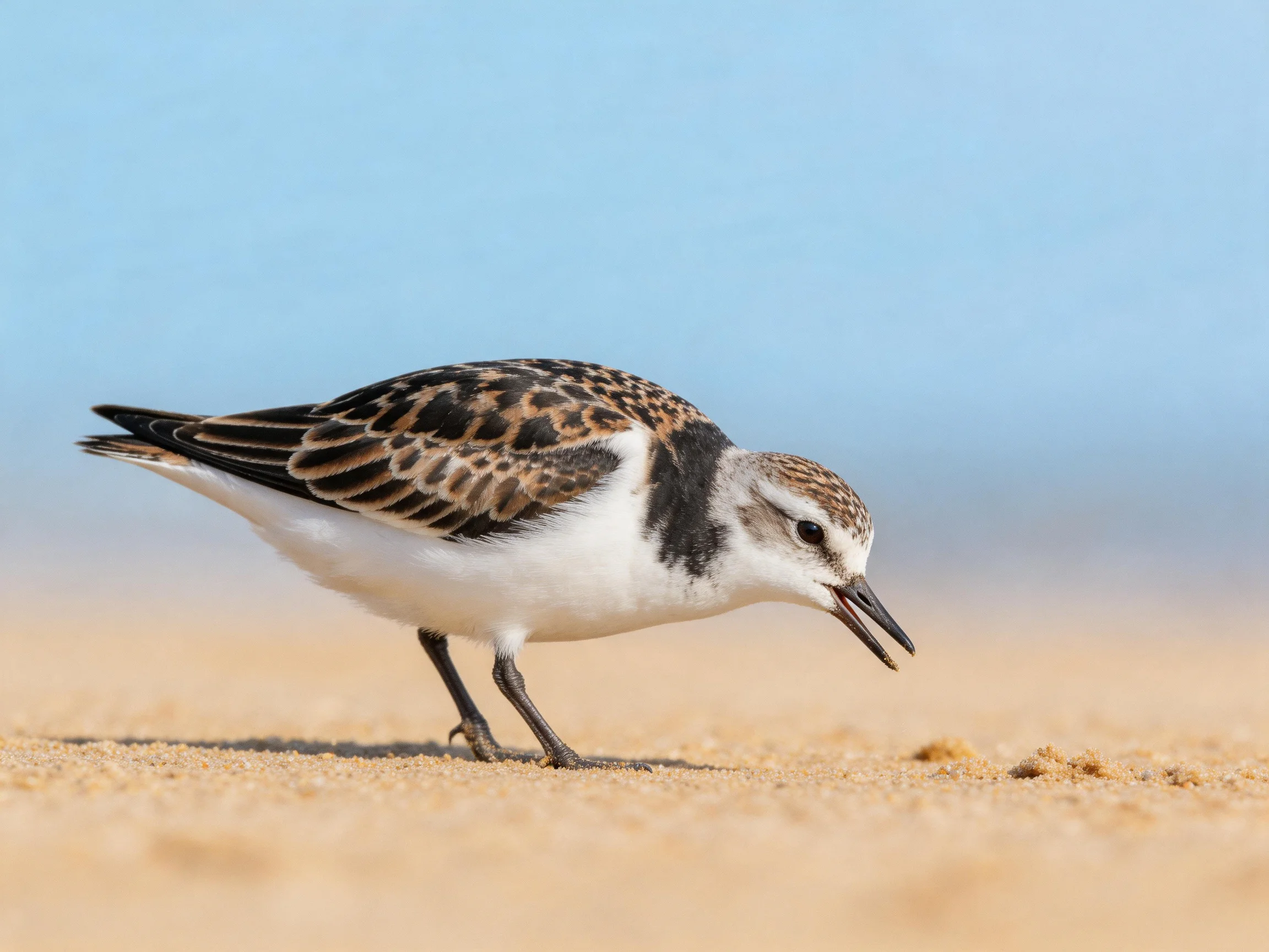 A small shorebird forages on golden sand with clear blue sky