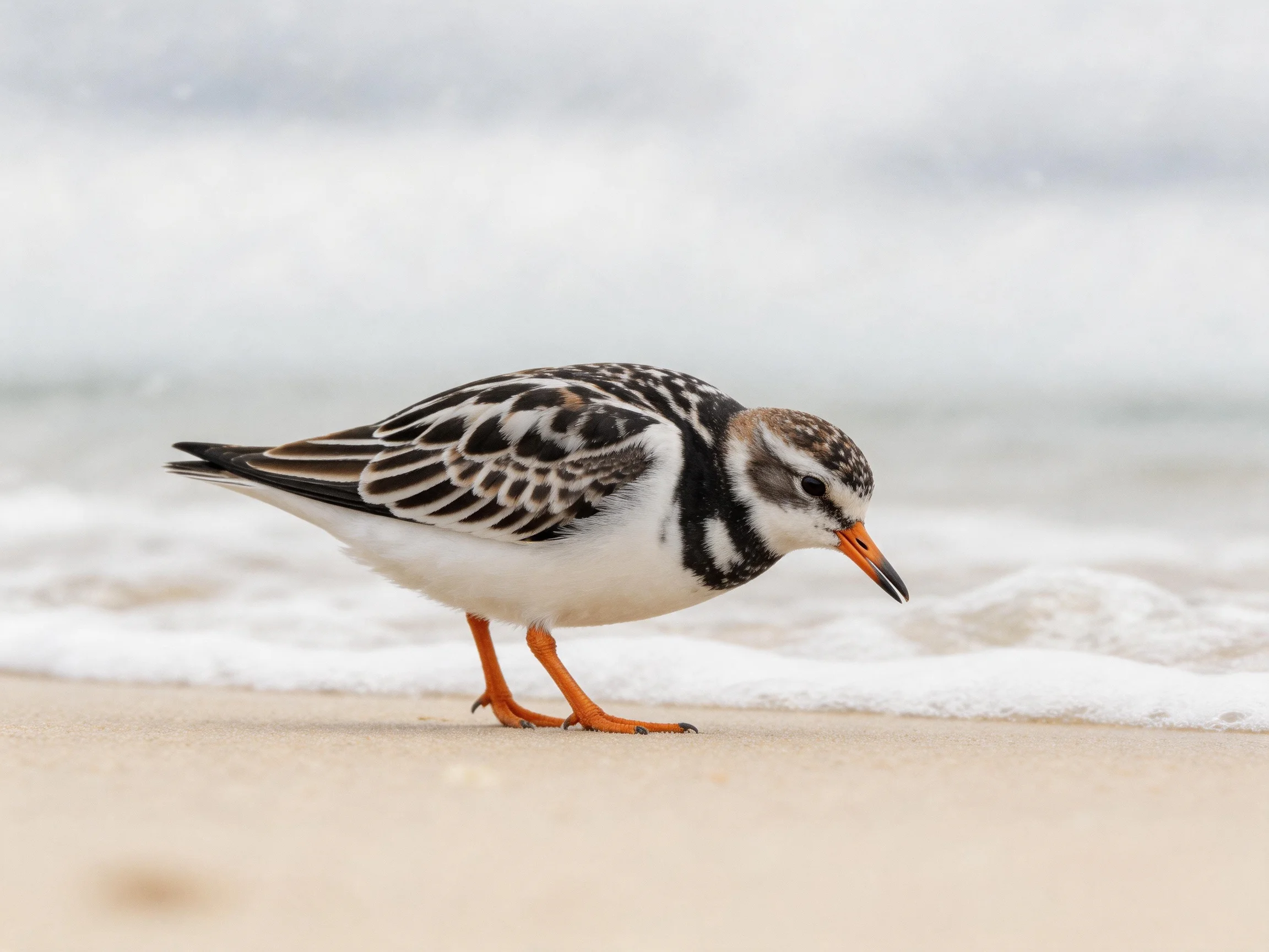 A small shorebird with black-and-white plumage on sandy beach