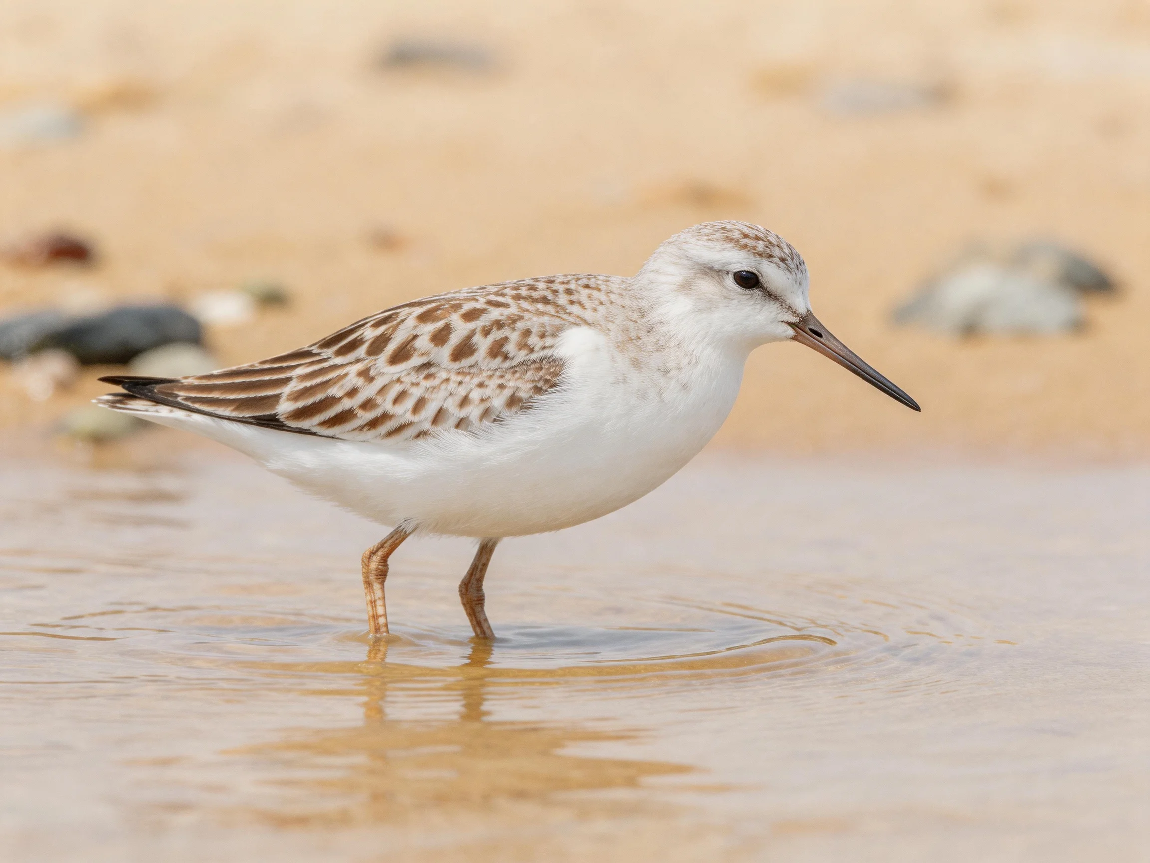 A small shorebird with brown-speckled wings forages in shallow coastal water near a sandy shore