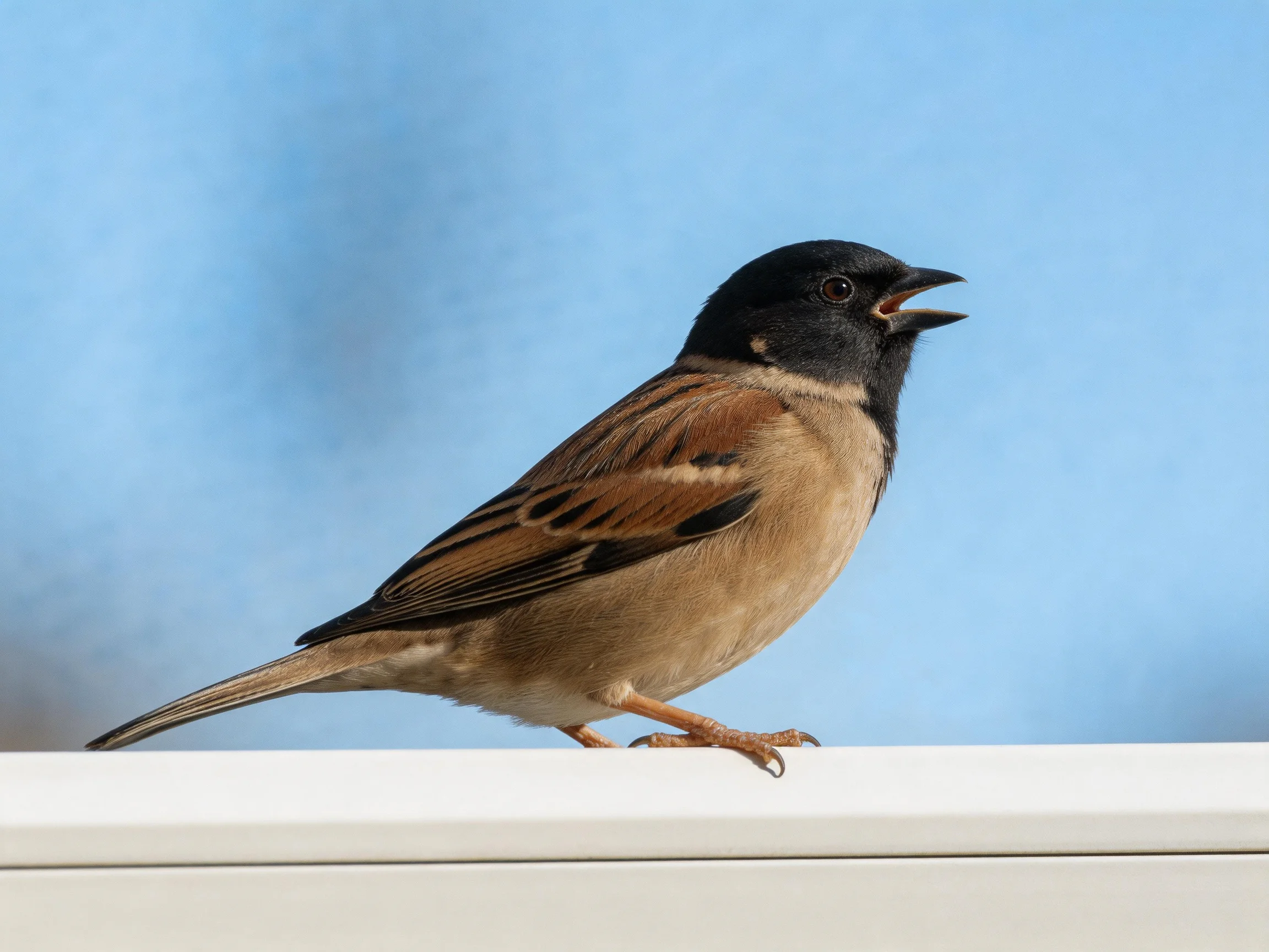 A small sparrow with black head and brown wings perched on a white ledge