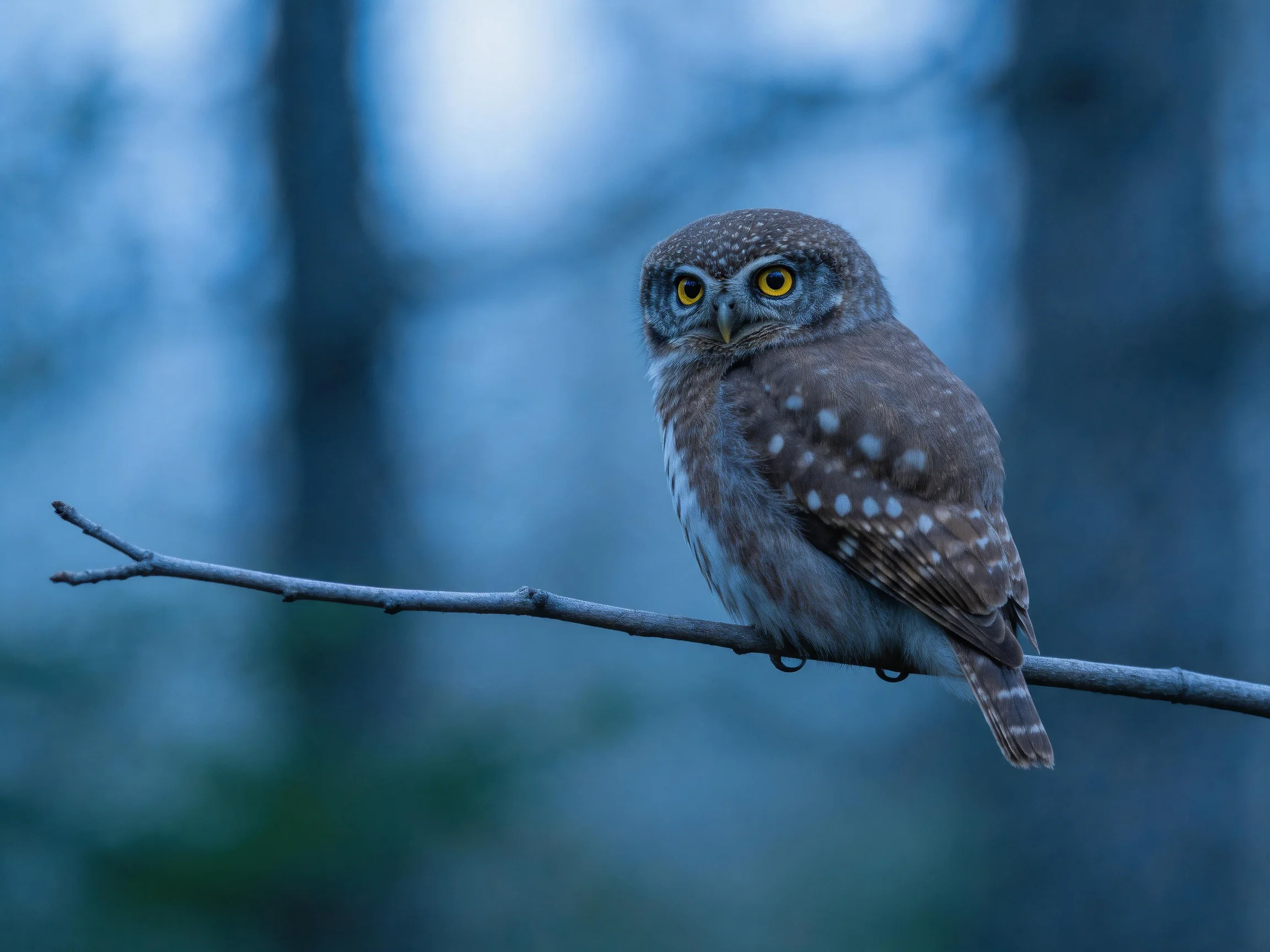 A small spotted owl perches on a branch in a blue forest