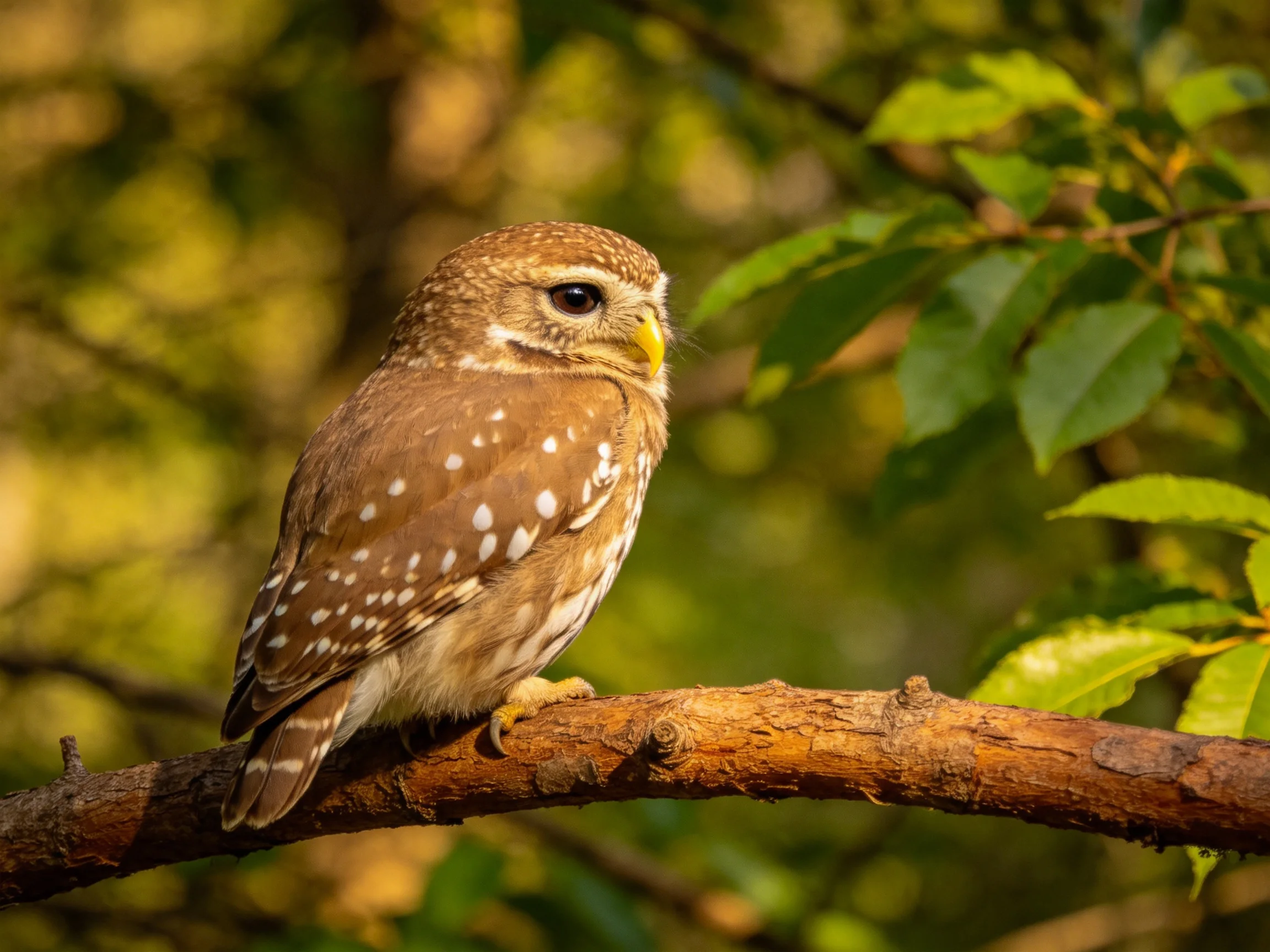 A small spotted owl perches on a brown tree branch