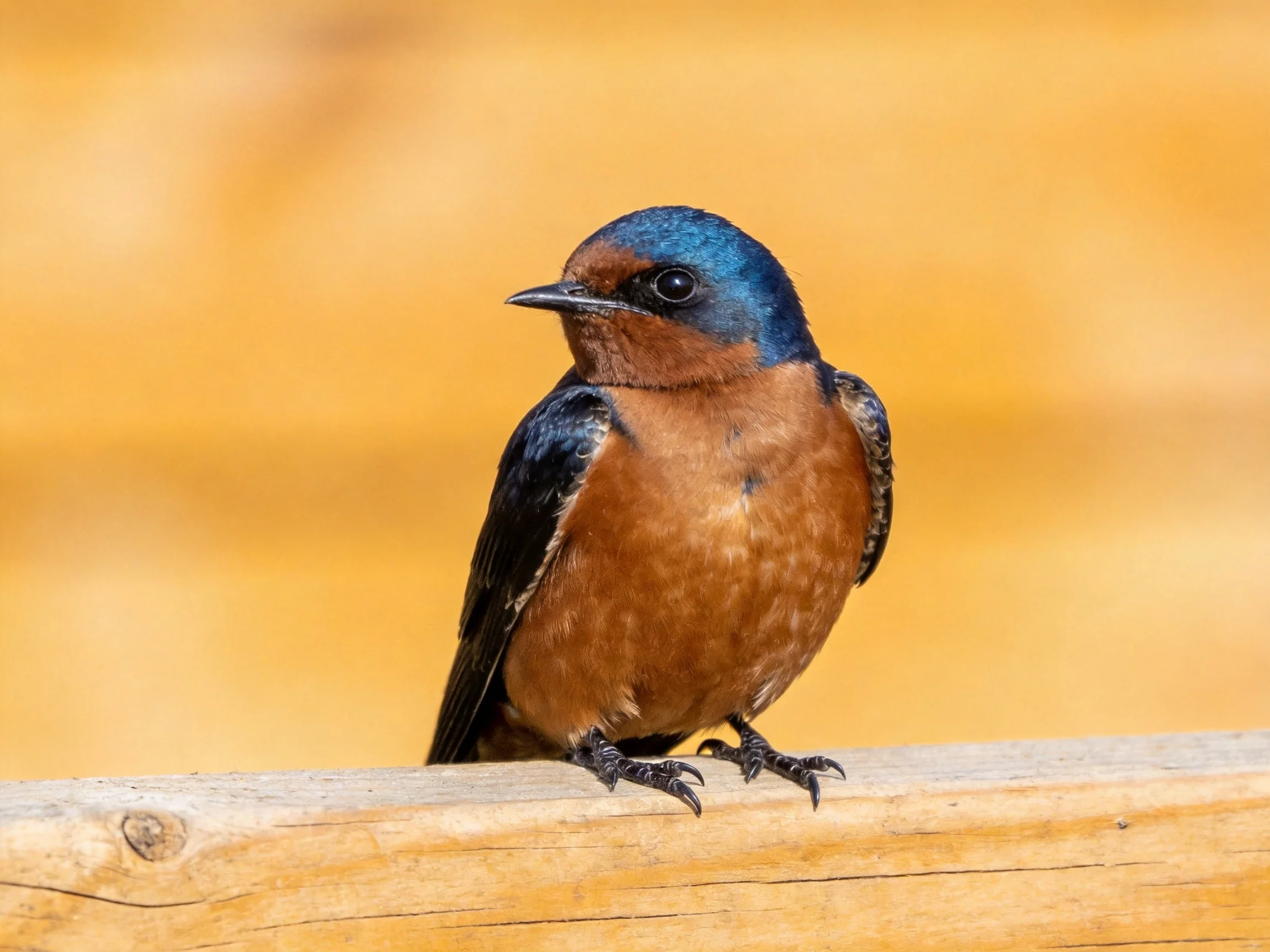 A small swallow with blue head, brown chest, and black wings sits on wood.
