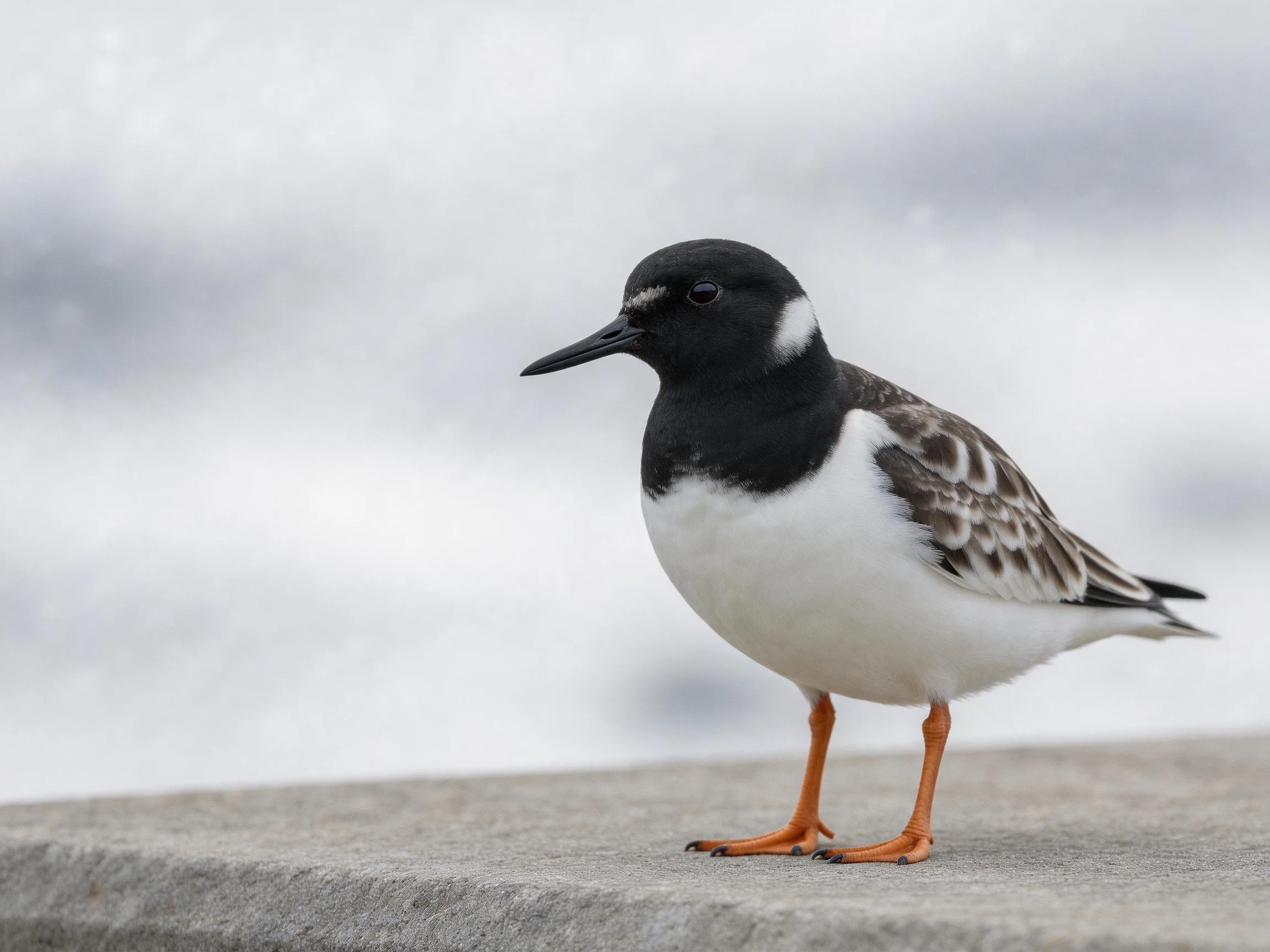 A small wading bird with black, white, and orange coloring