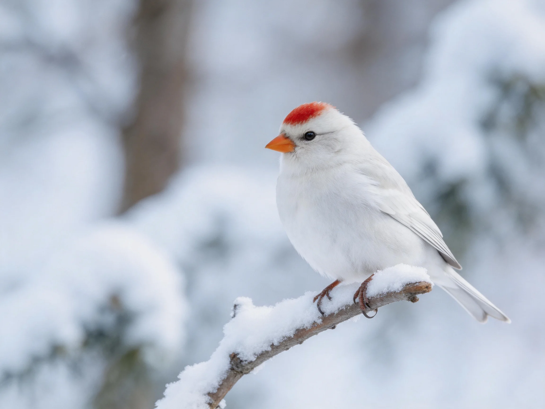 A small white bird with red crown perches on snow-covered branch