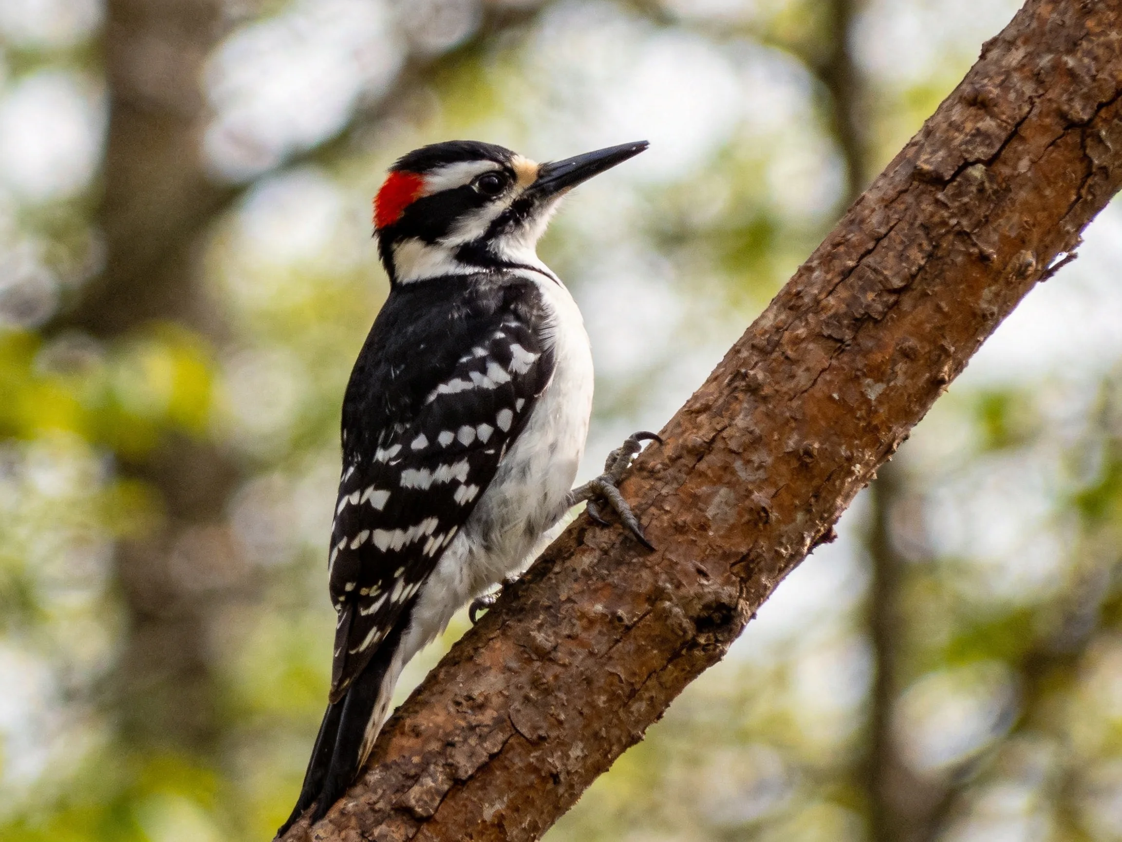 A small woodpecker with red crest perched on brown tree branch