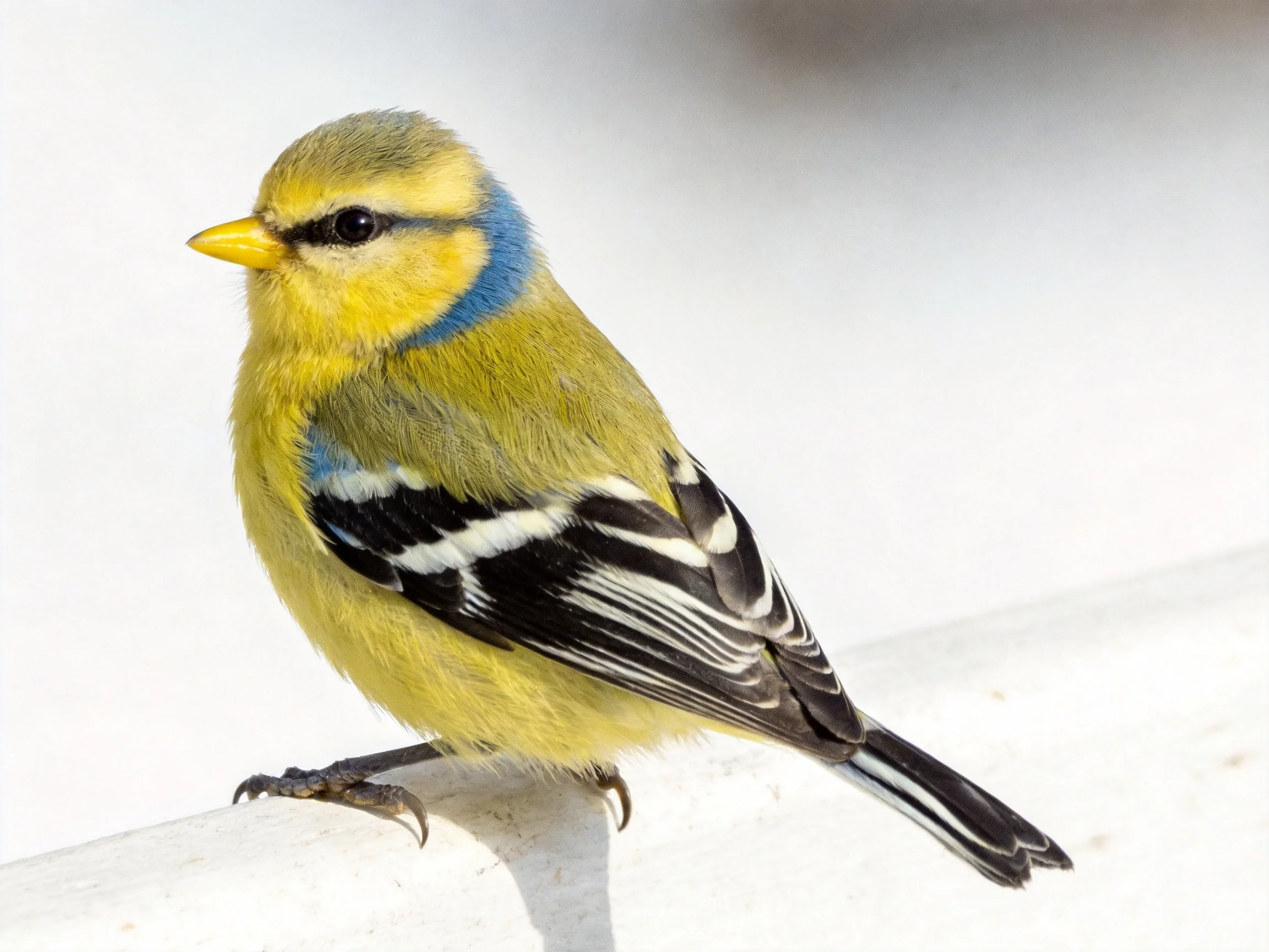 A small yellow and blue finch perched on a white structure