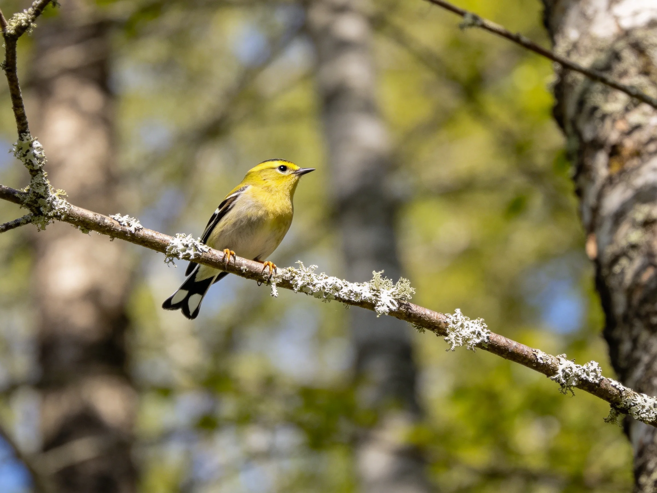 A small yellow bird perches on a lichen-draped branch among tall trees