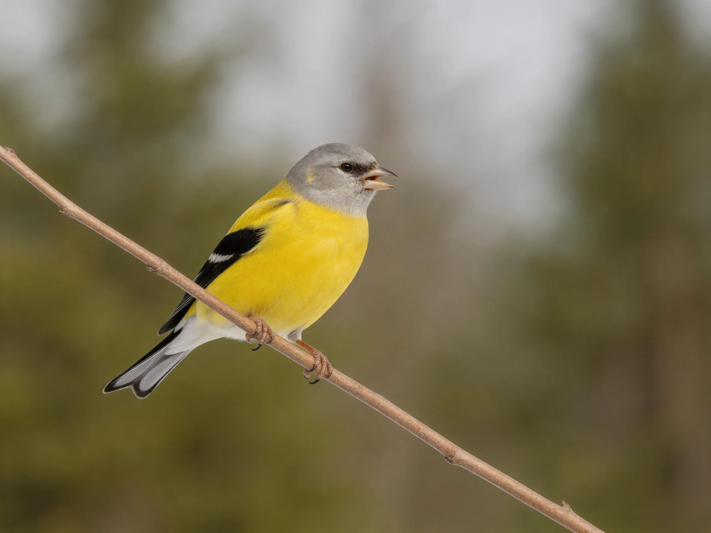 A small yellow bird with gray head rests on a thin branch in a blurred natural setting.