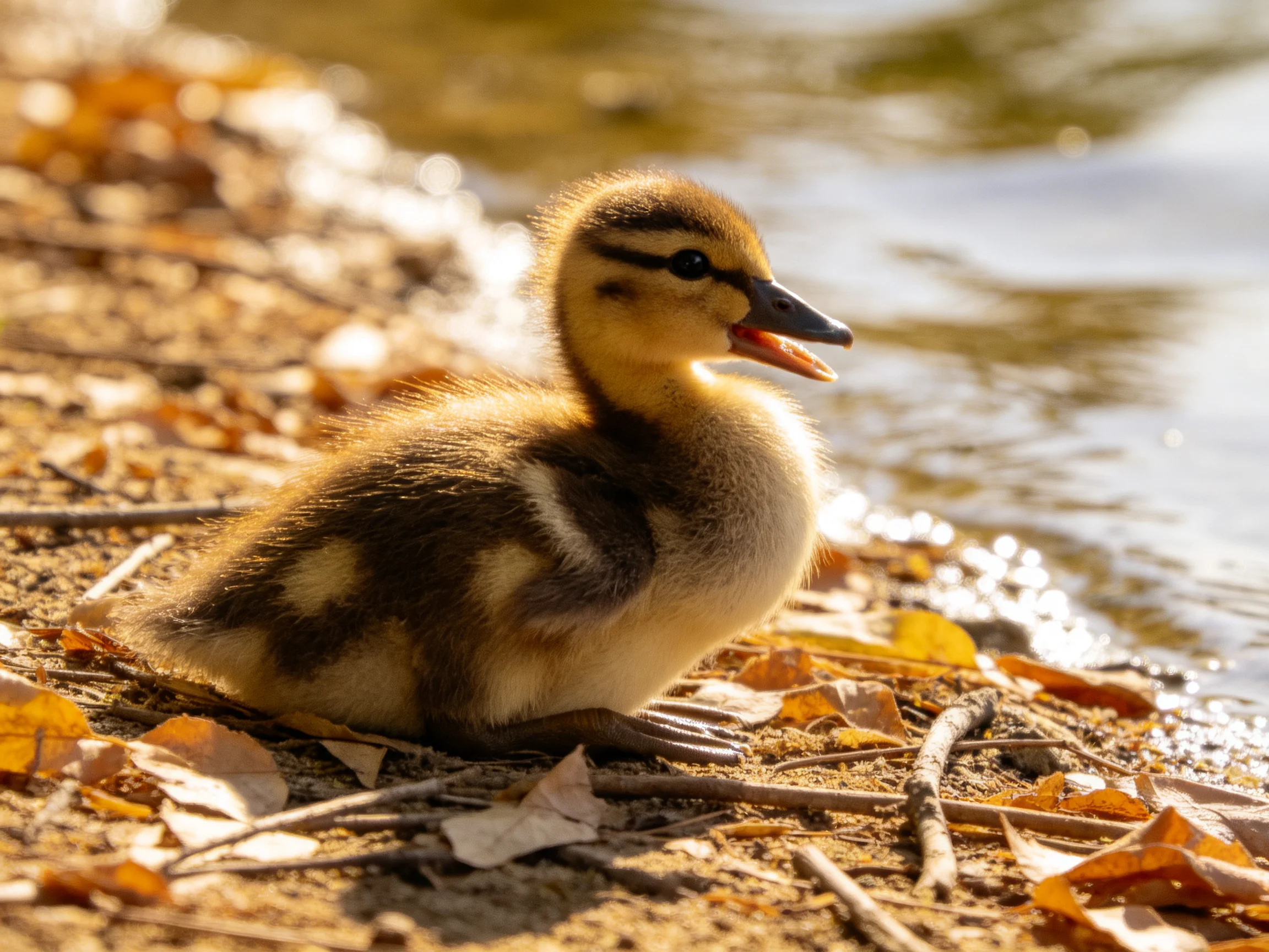 A small yellow-brown duckling resting by a sunlit shore with fallen leaves