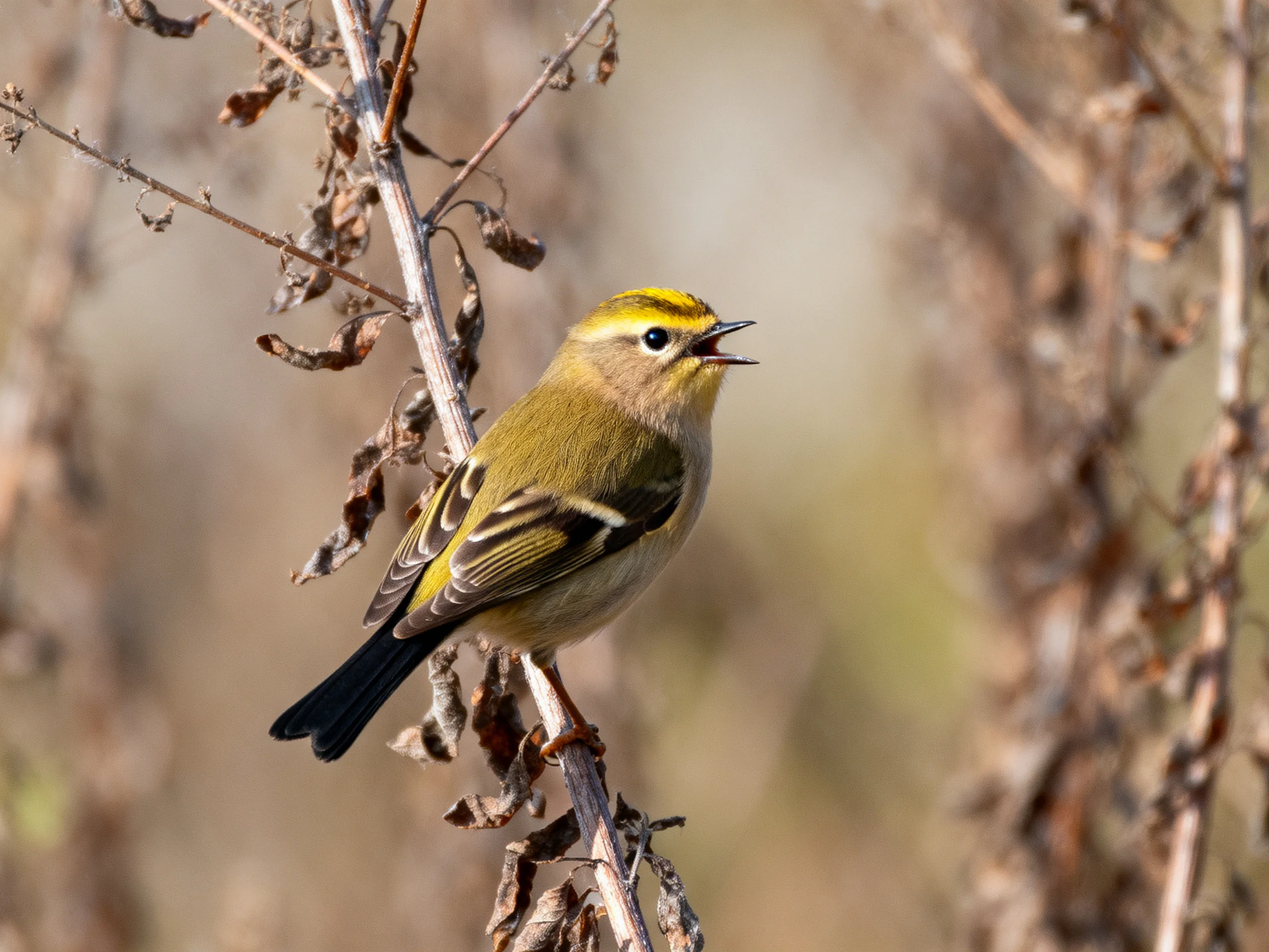 A small yellow-crowned bird perched on a dry branch with faded foliage