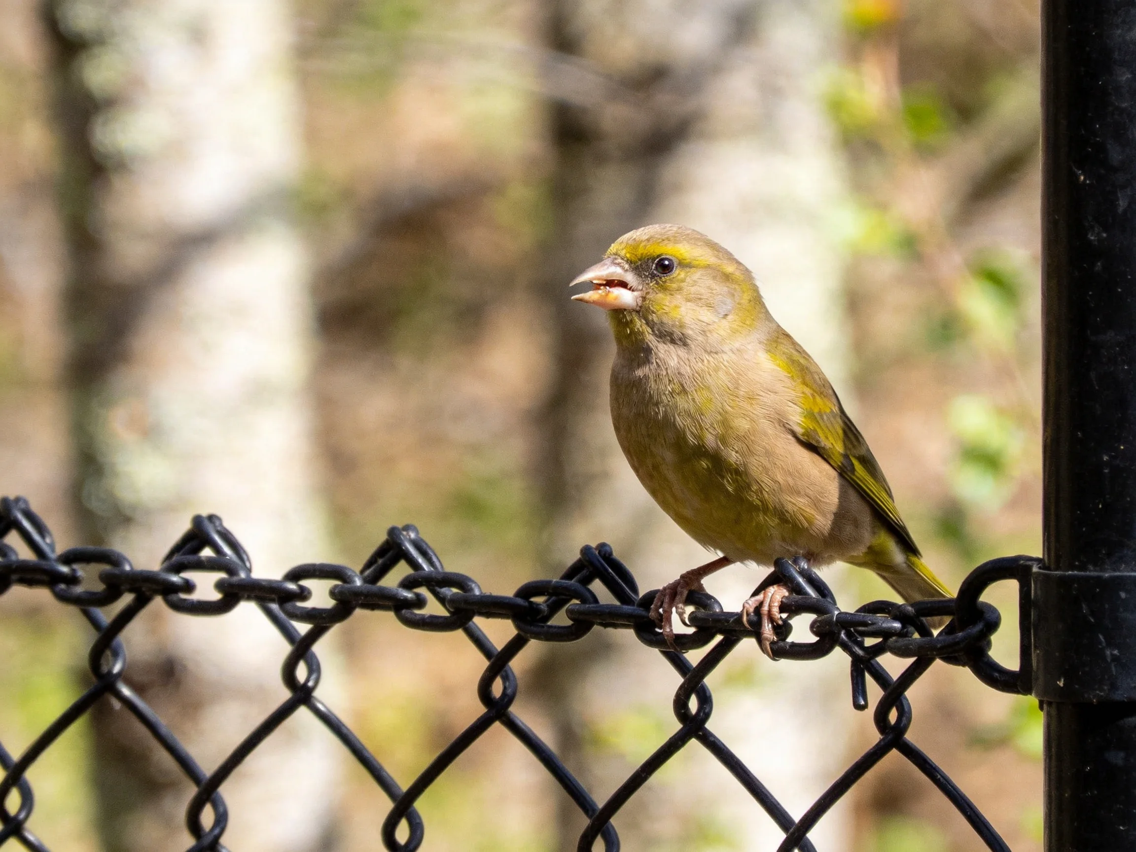 A small yellow-green bird perches on a black chain-link fence