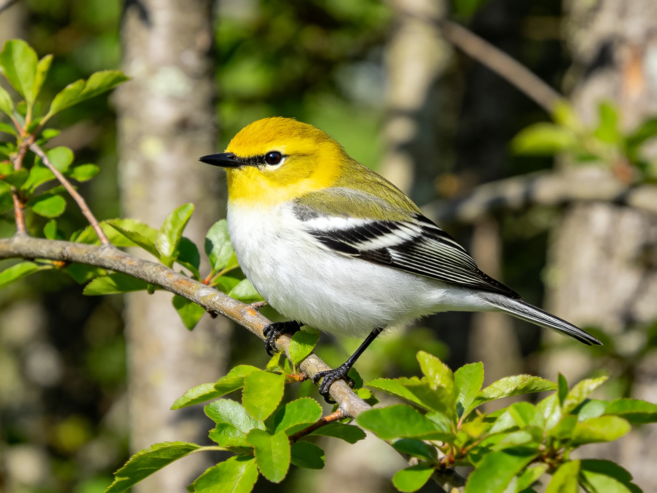 A small yellow-headed bird perched on a leafy branch