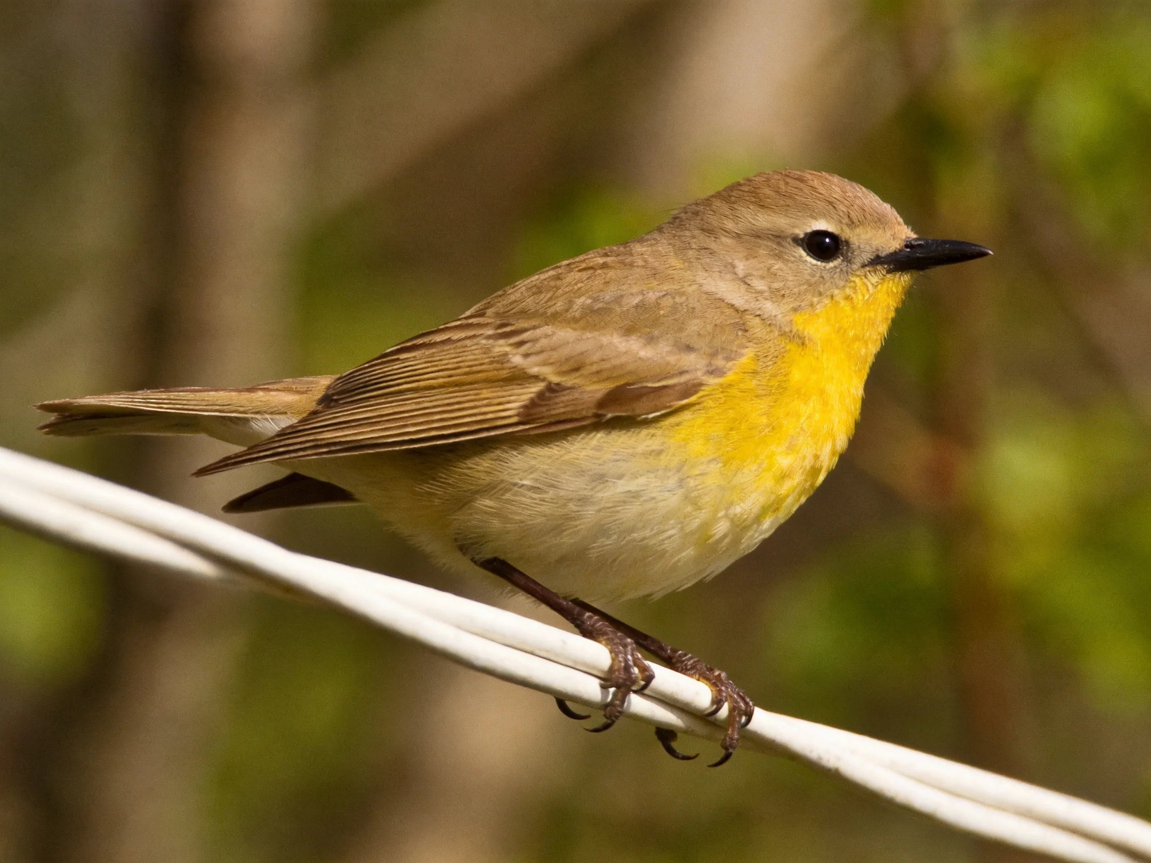 A small yellow-throated bird perched on a white wire