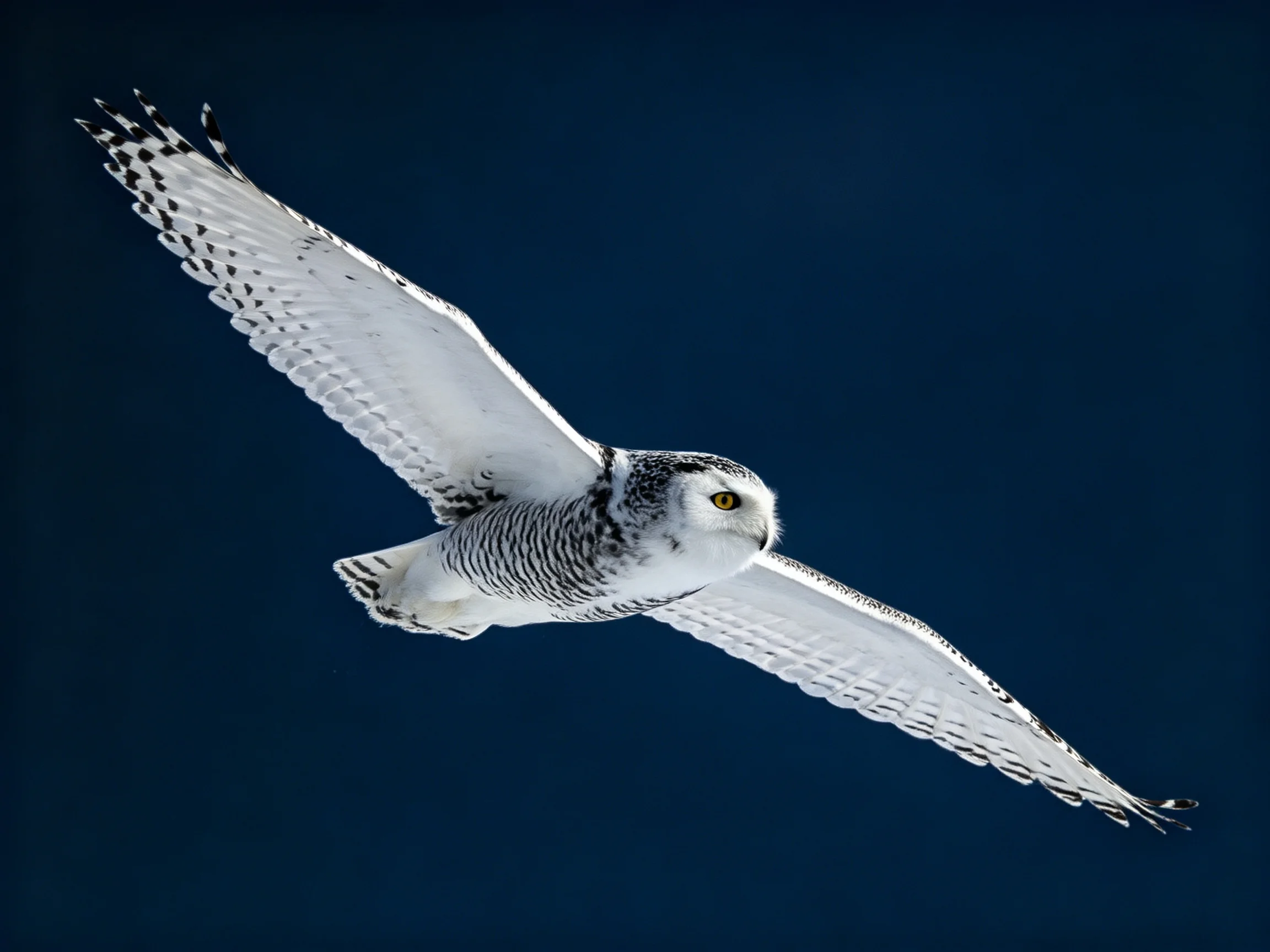 A snowy owl glides through a deep blue sky with outstretched wings