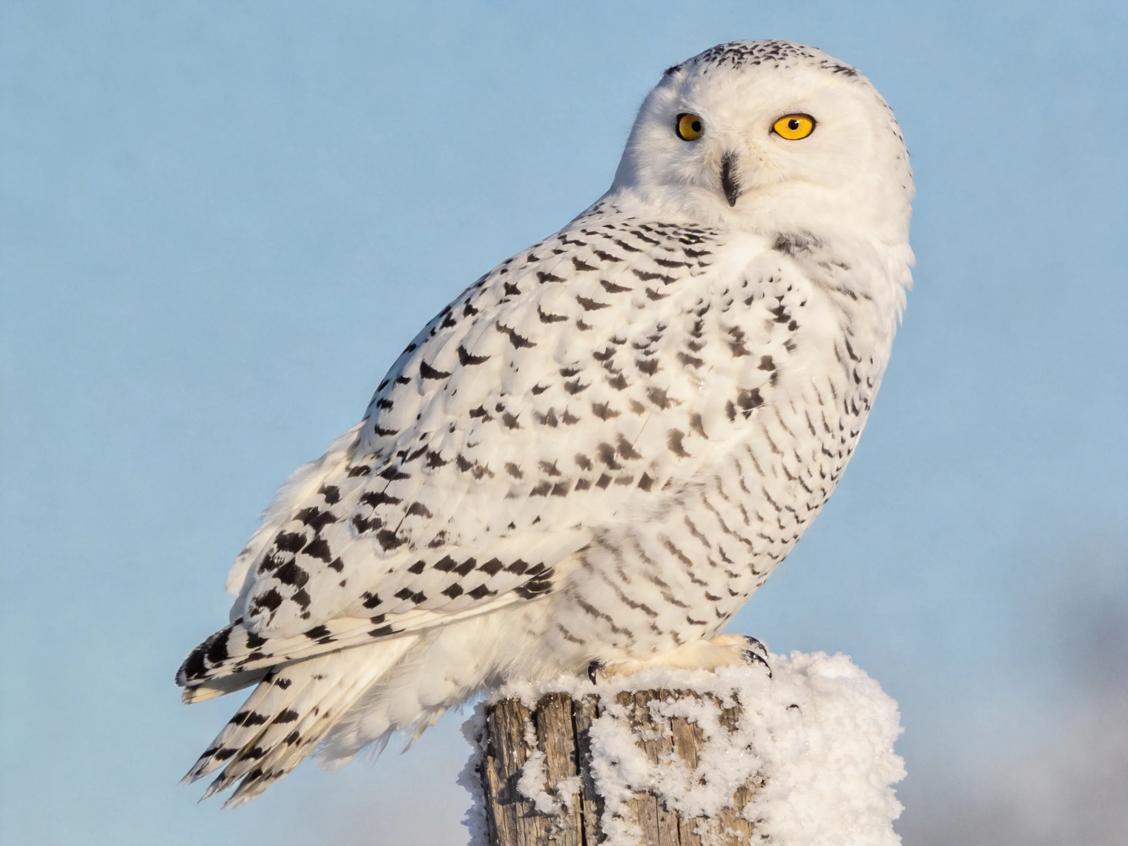 A snowy owl with black markings perches on a frosty wooden post