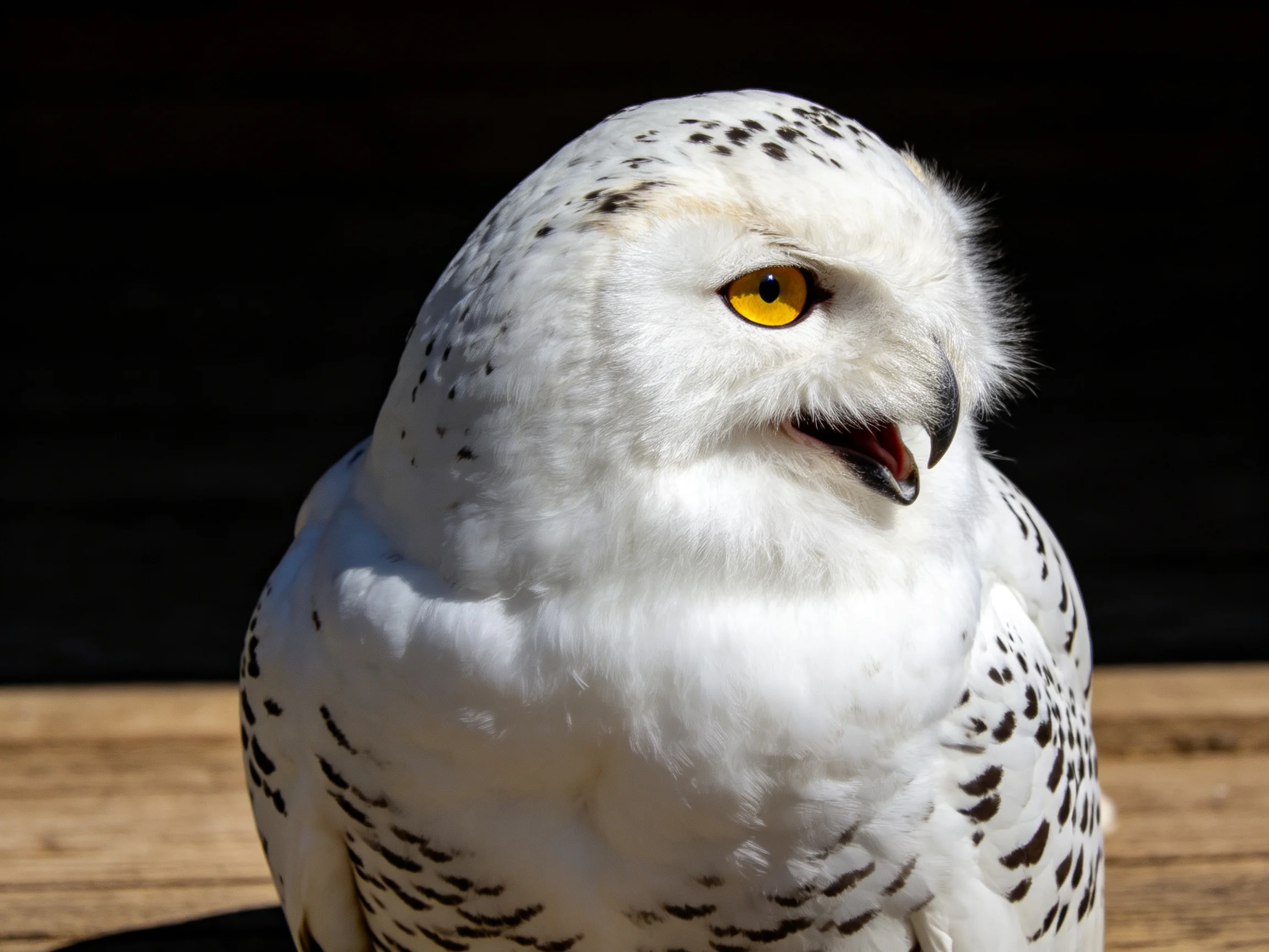 A snowy owl with black-spotted plumage and bright yellow eyes