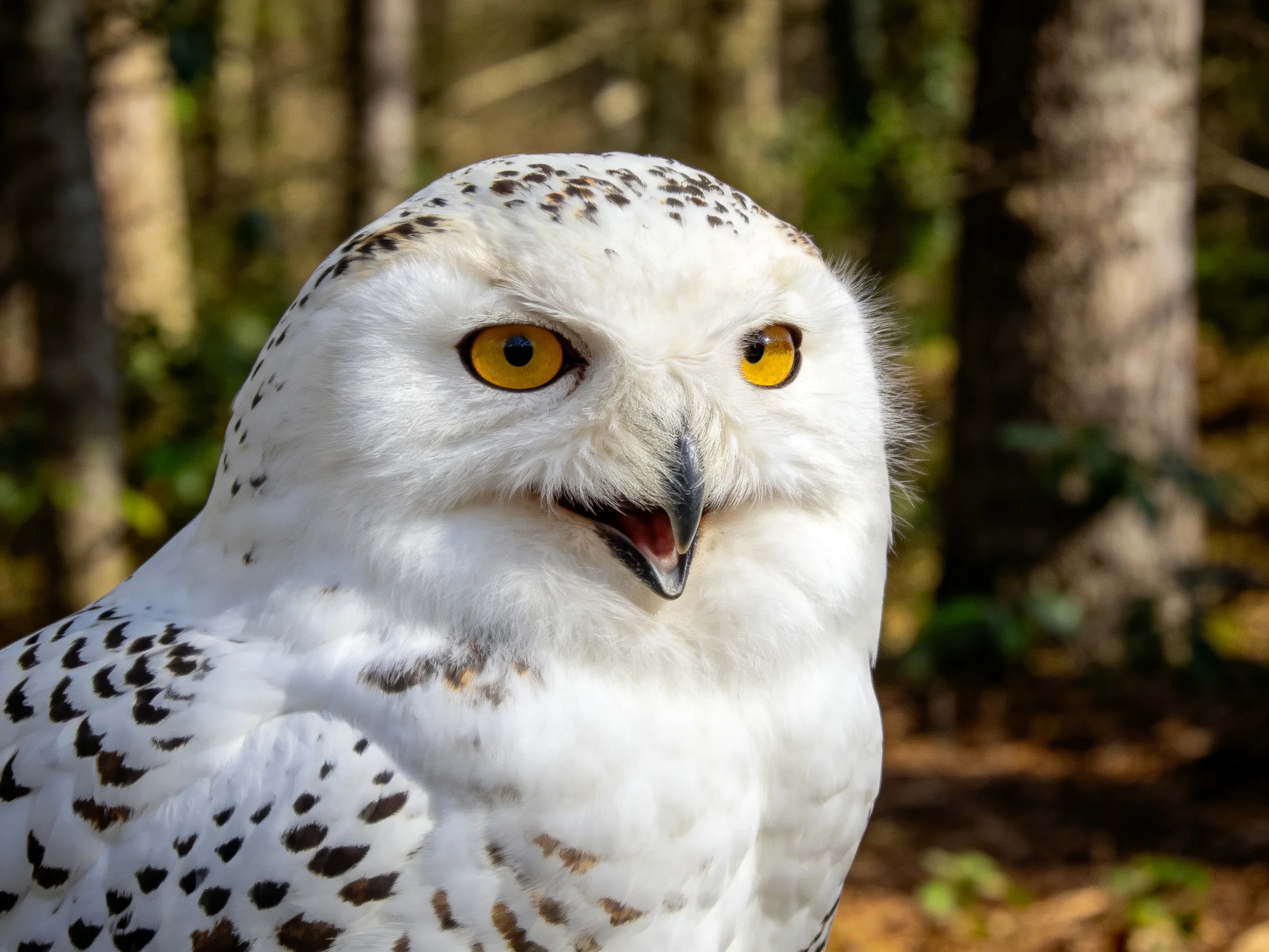 A snowy owl with bright yellow eyes and spotted plumage