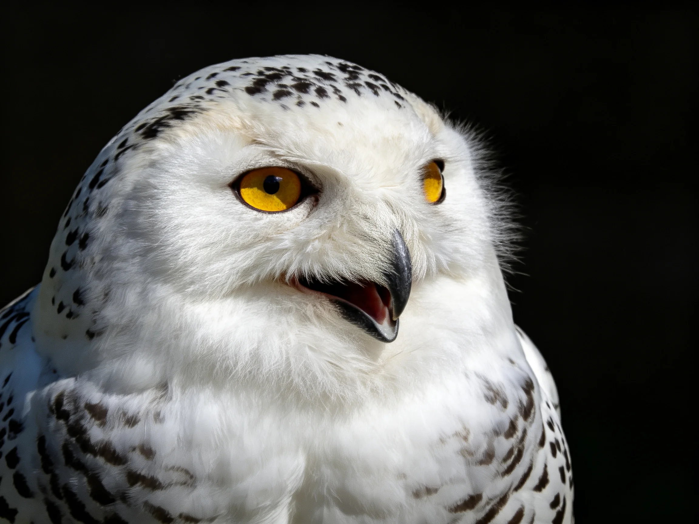 A snowy owl with bright yellow eyes and white spotted plumage