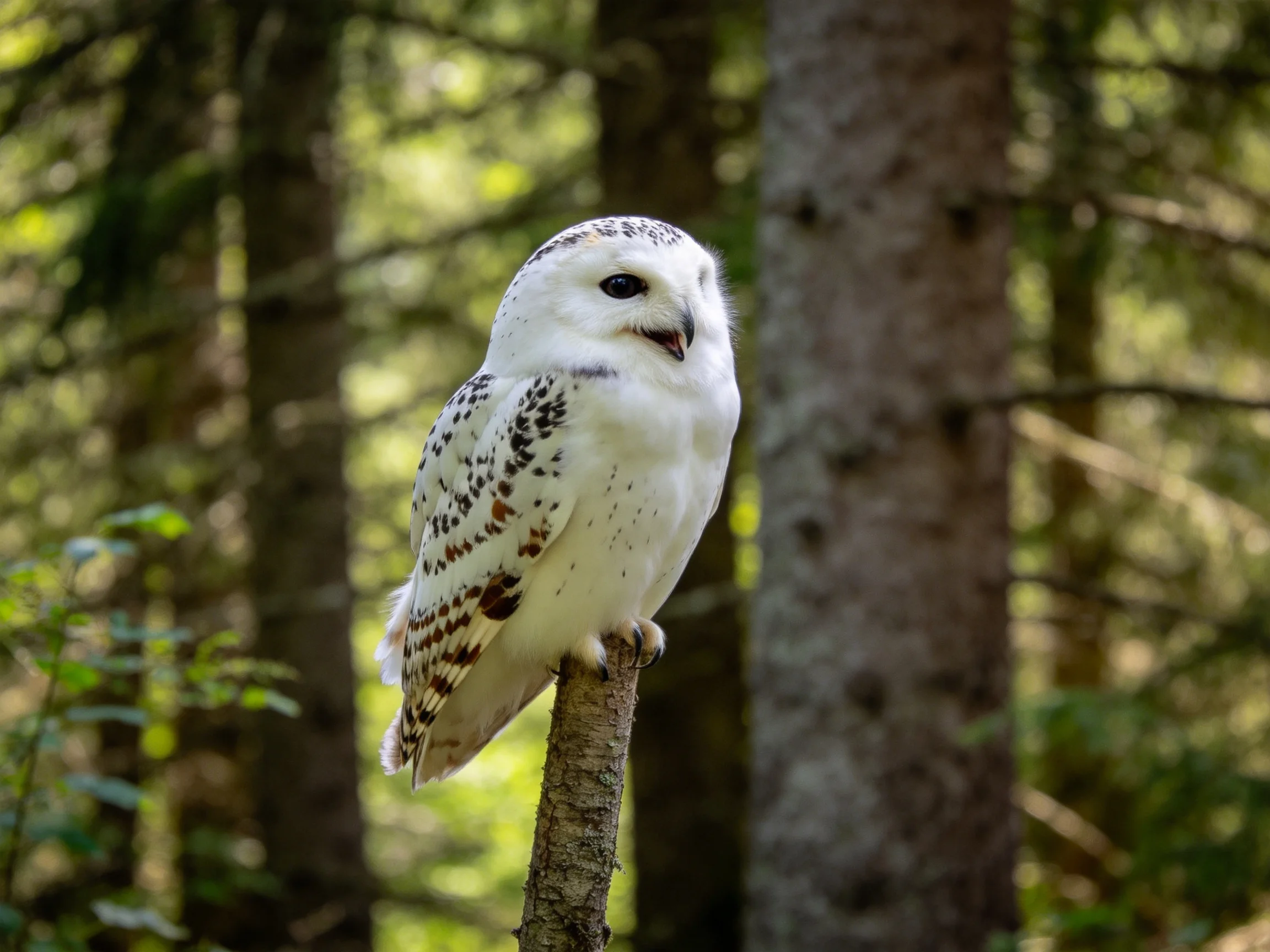 A snowy owl with spotted wings perches on a forest branch amid tall trees.