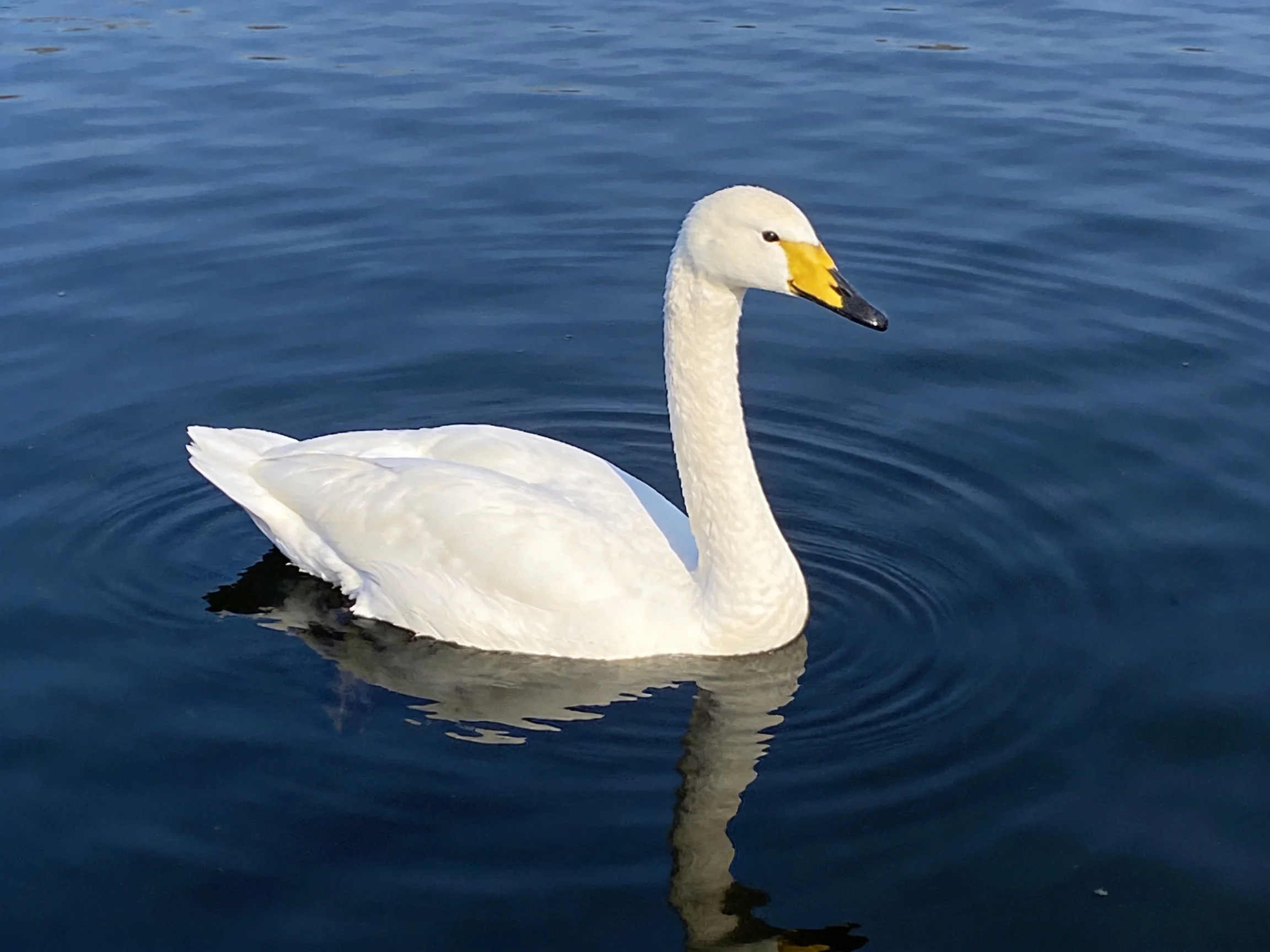 A solitary white swan gliding on deep blue water