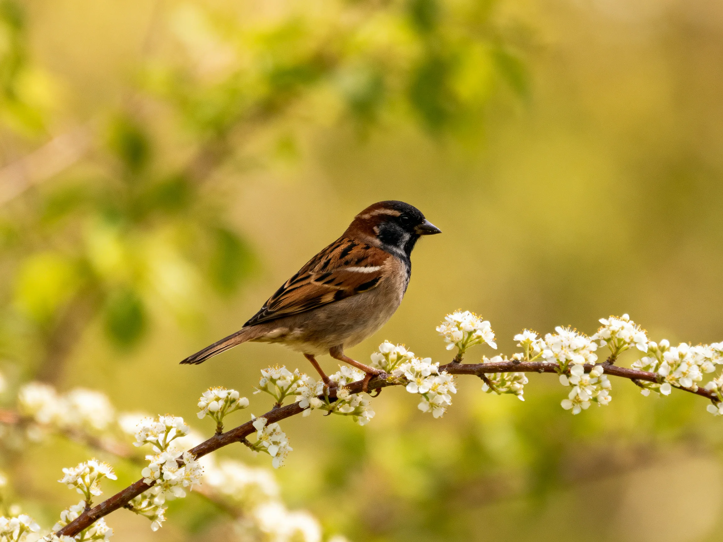 A sparrow perched on a flowering branch with soft green backdrop