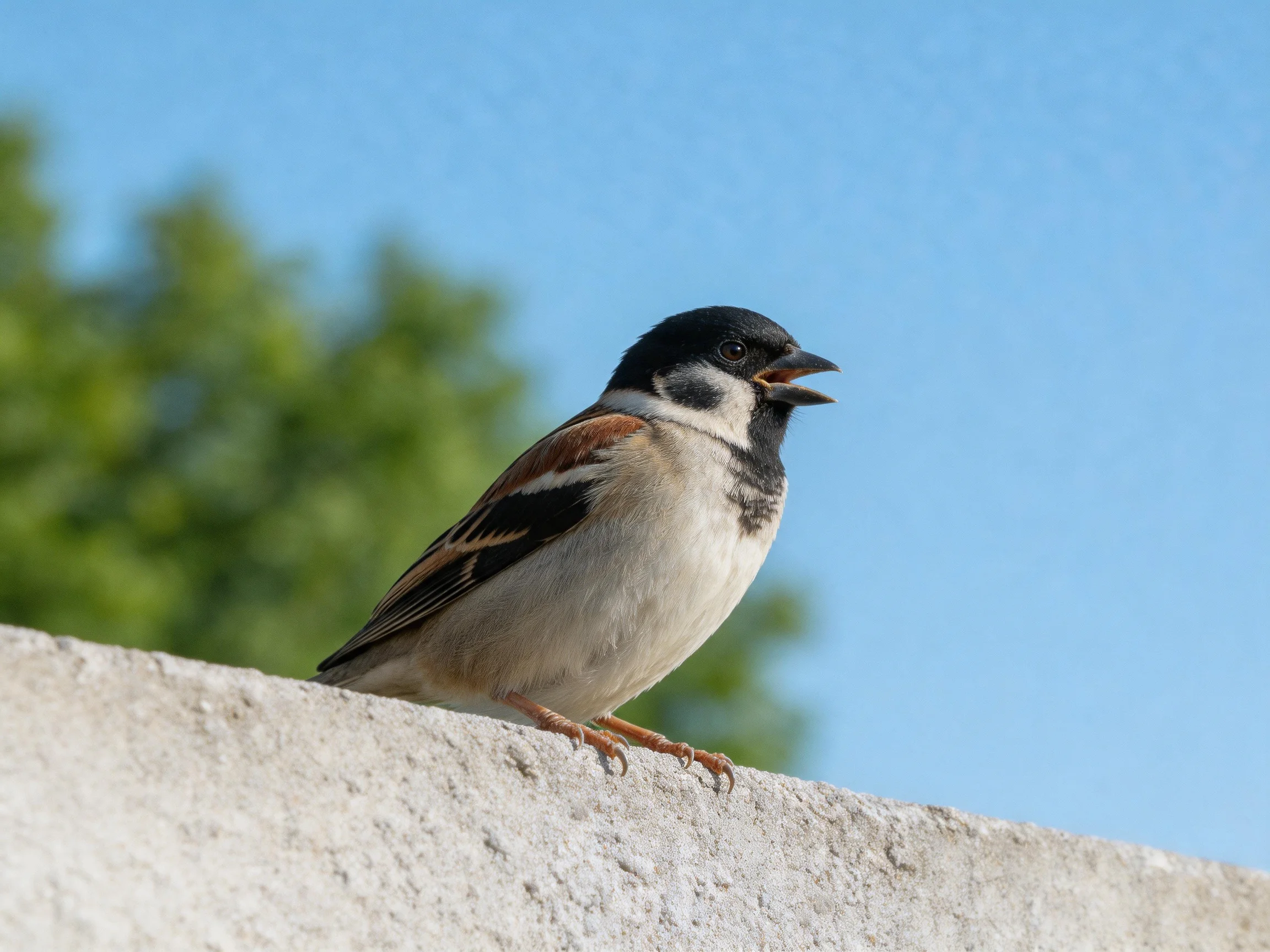 A sparrow with black, white, and brown plumage perches on a concrete ledge.