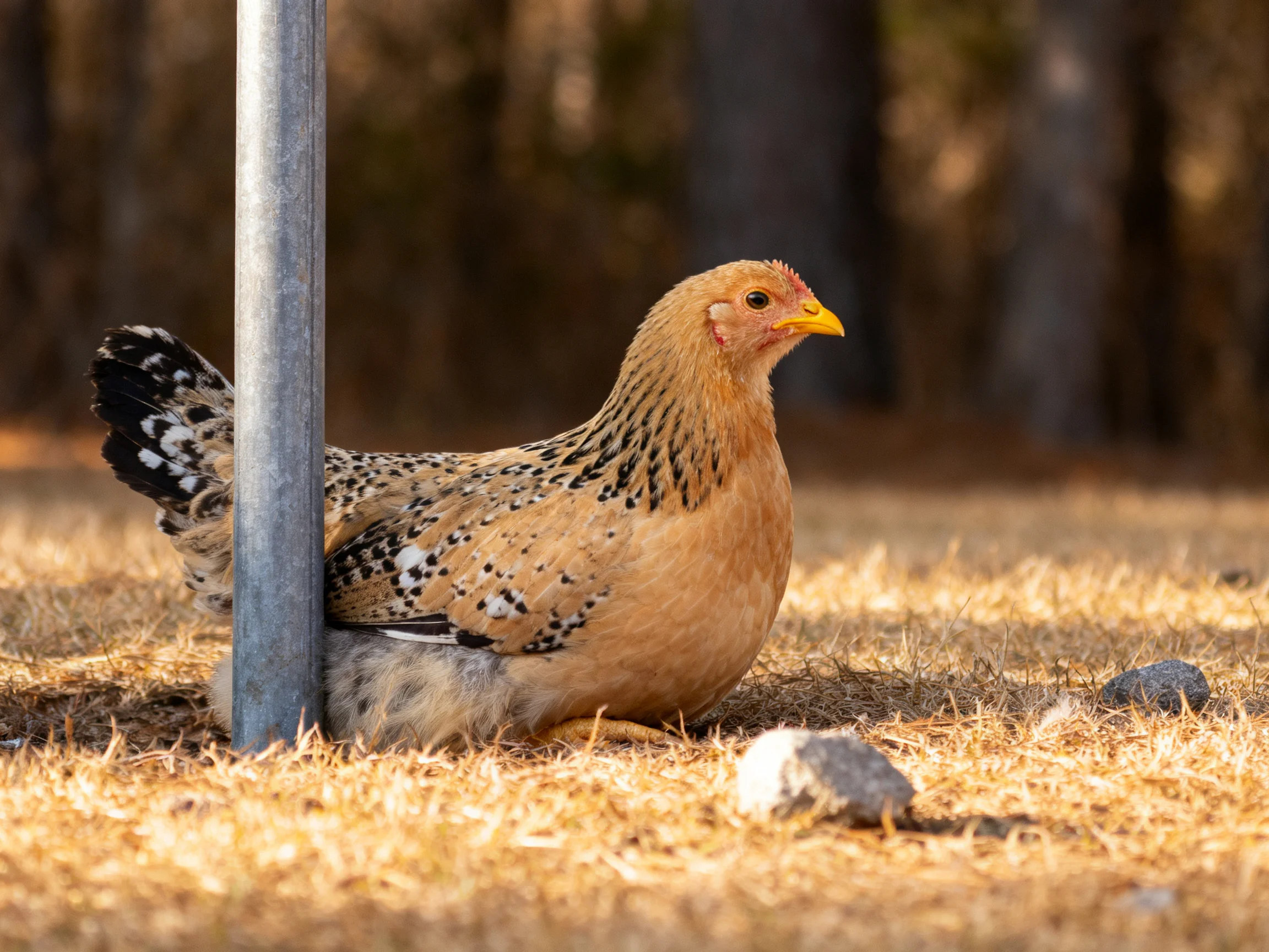 A speckled brown hen rests beside a metallic pole on dry grass