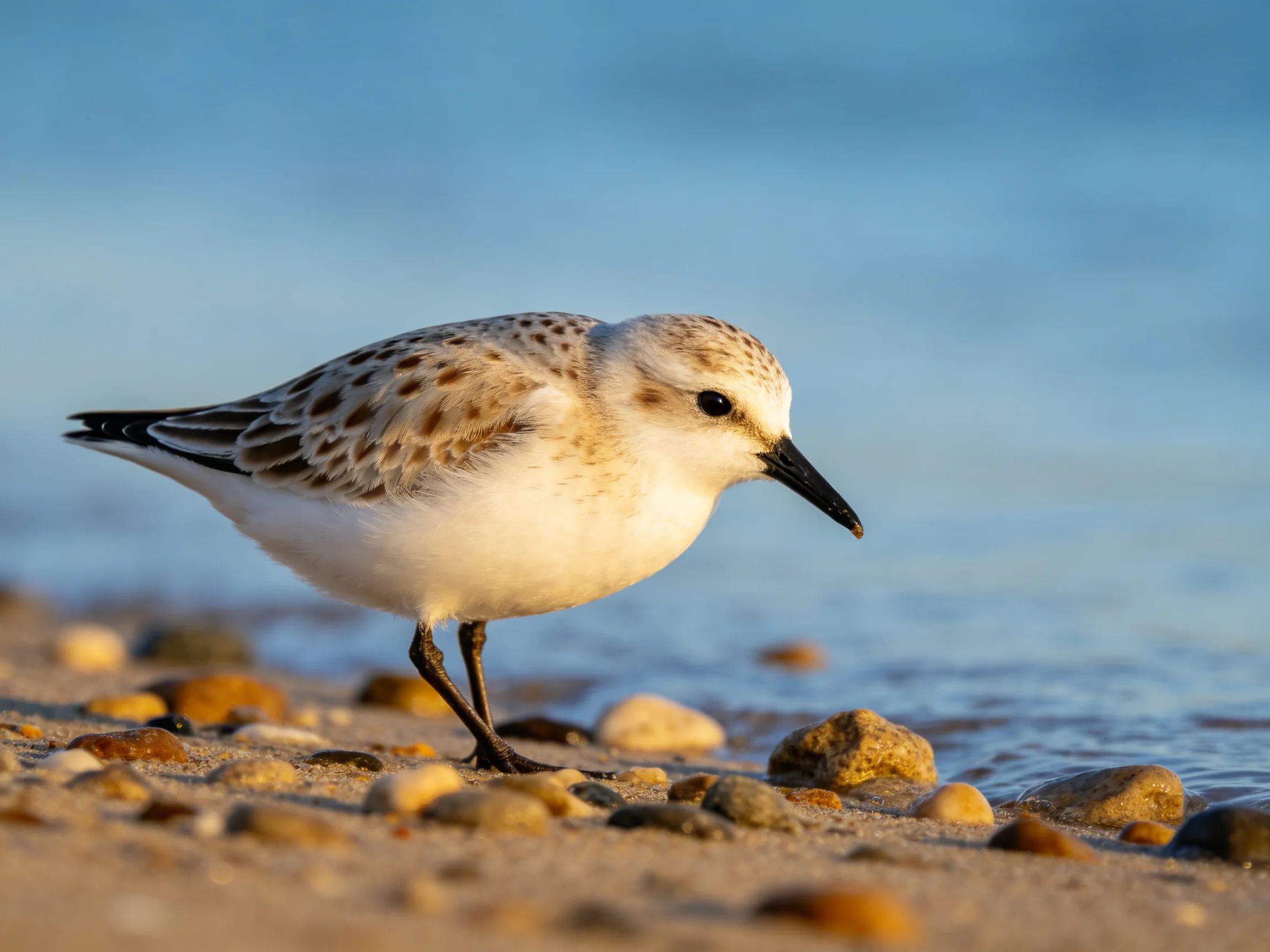 A speckled sandpiper forages on a rocky shoreline by calm blue waters.