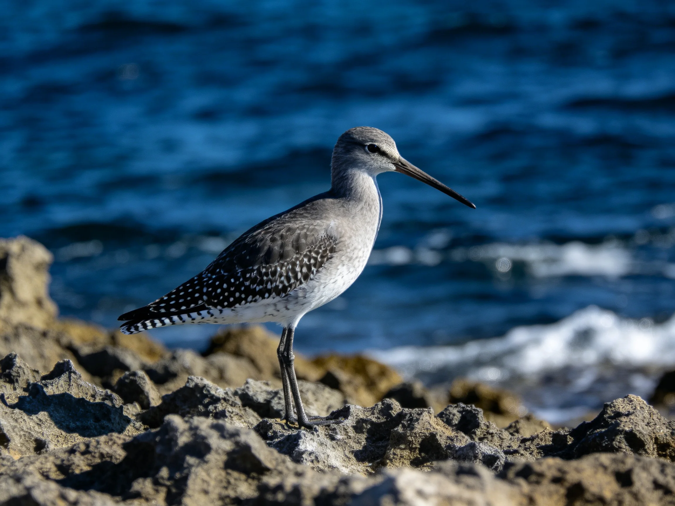 A speckled shorebird perched on jagged coastal rocks by deep blue water