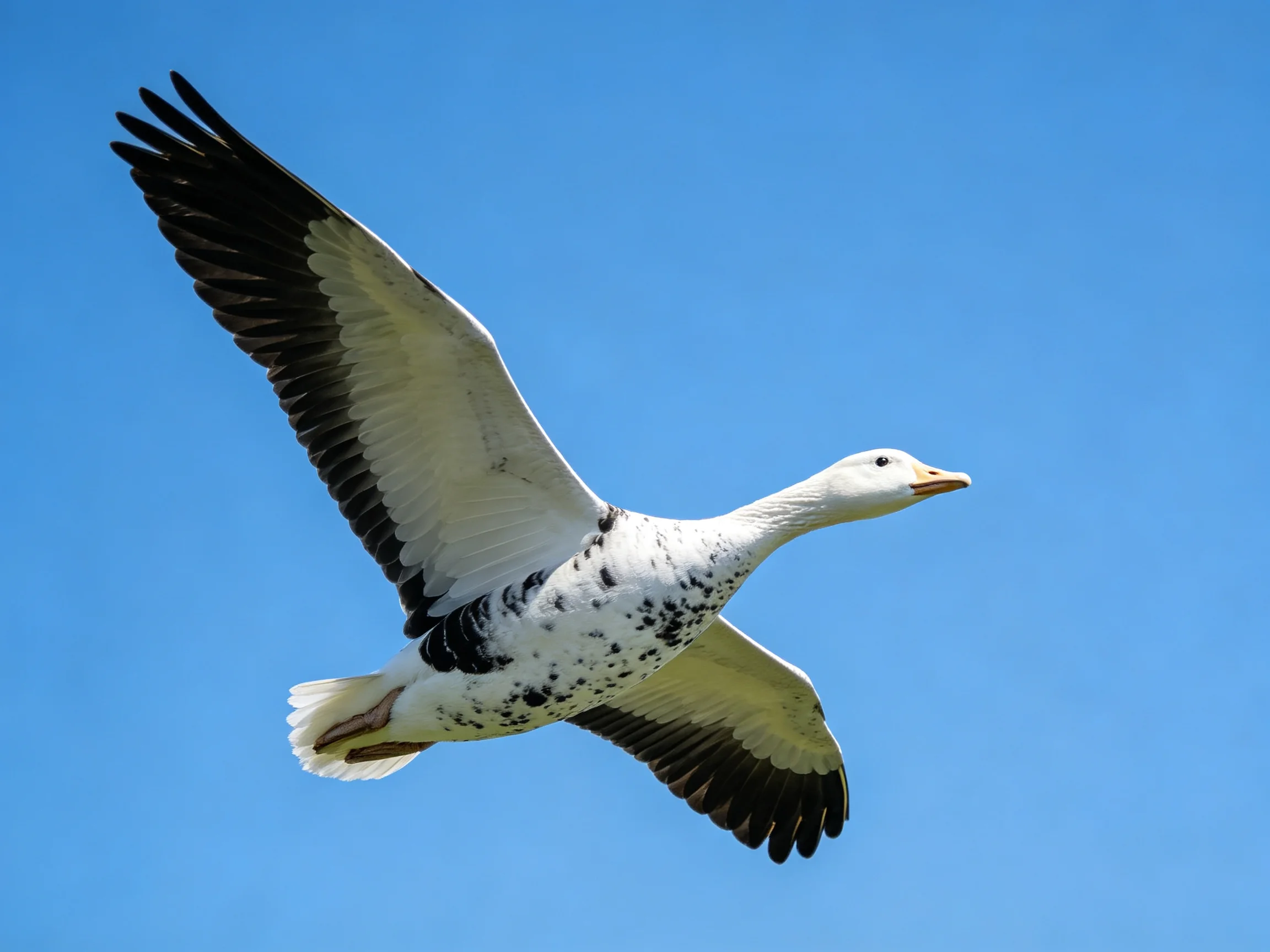 A speckled white bird with dark wings flies against bright blue sky