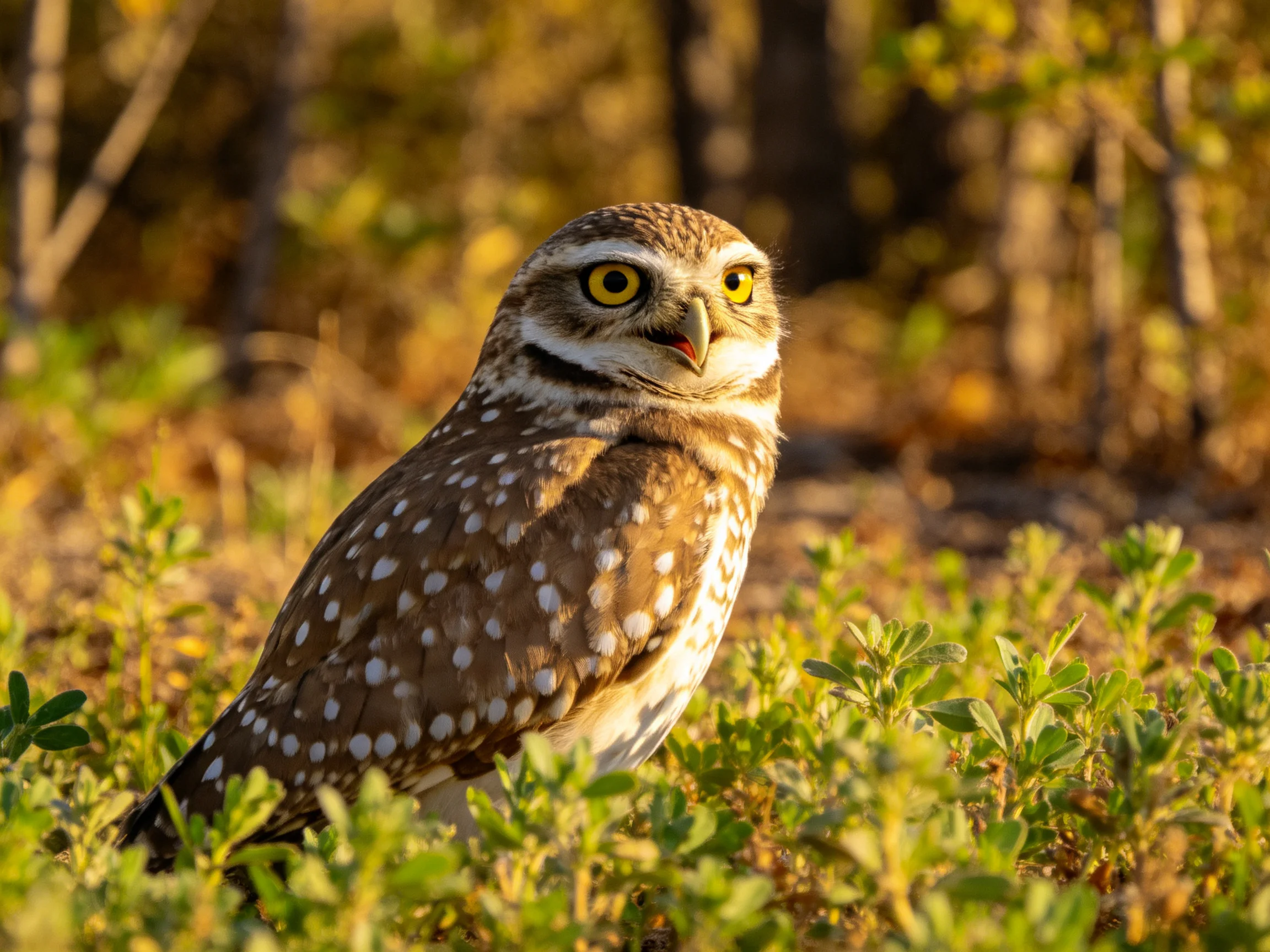 A spotted burrowing owl with yellow eyes in green foliage
