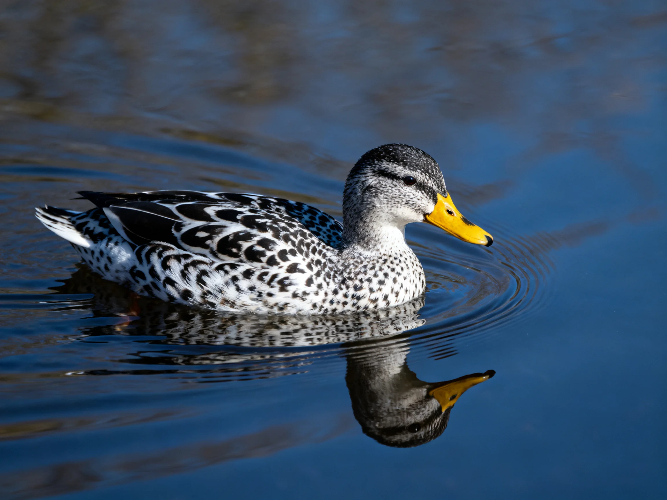 A spotted duck swims in calm blue water with a bright yellow beak