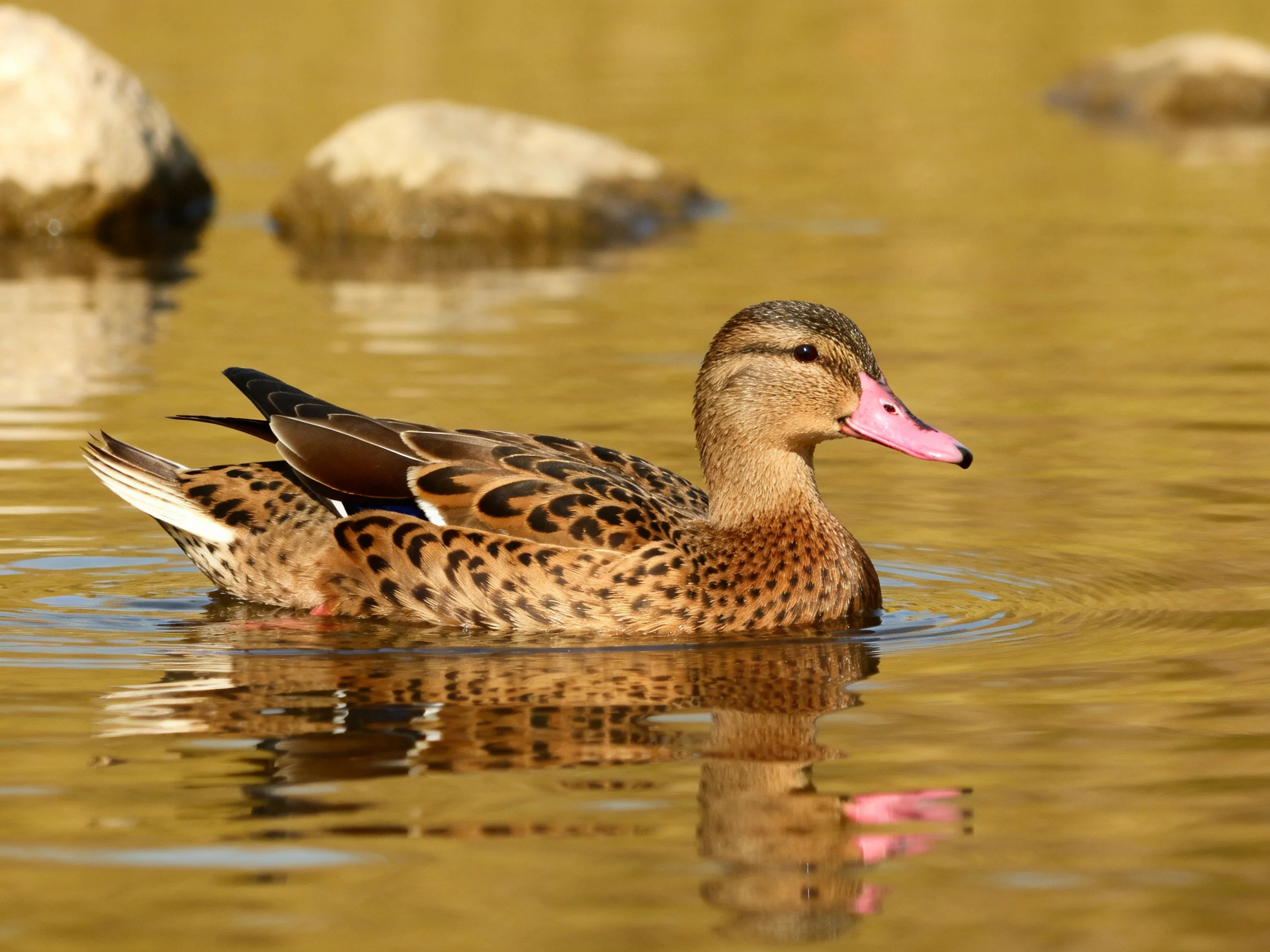 A spotted duck swims in golden-hued water near rounded stones